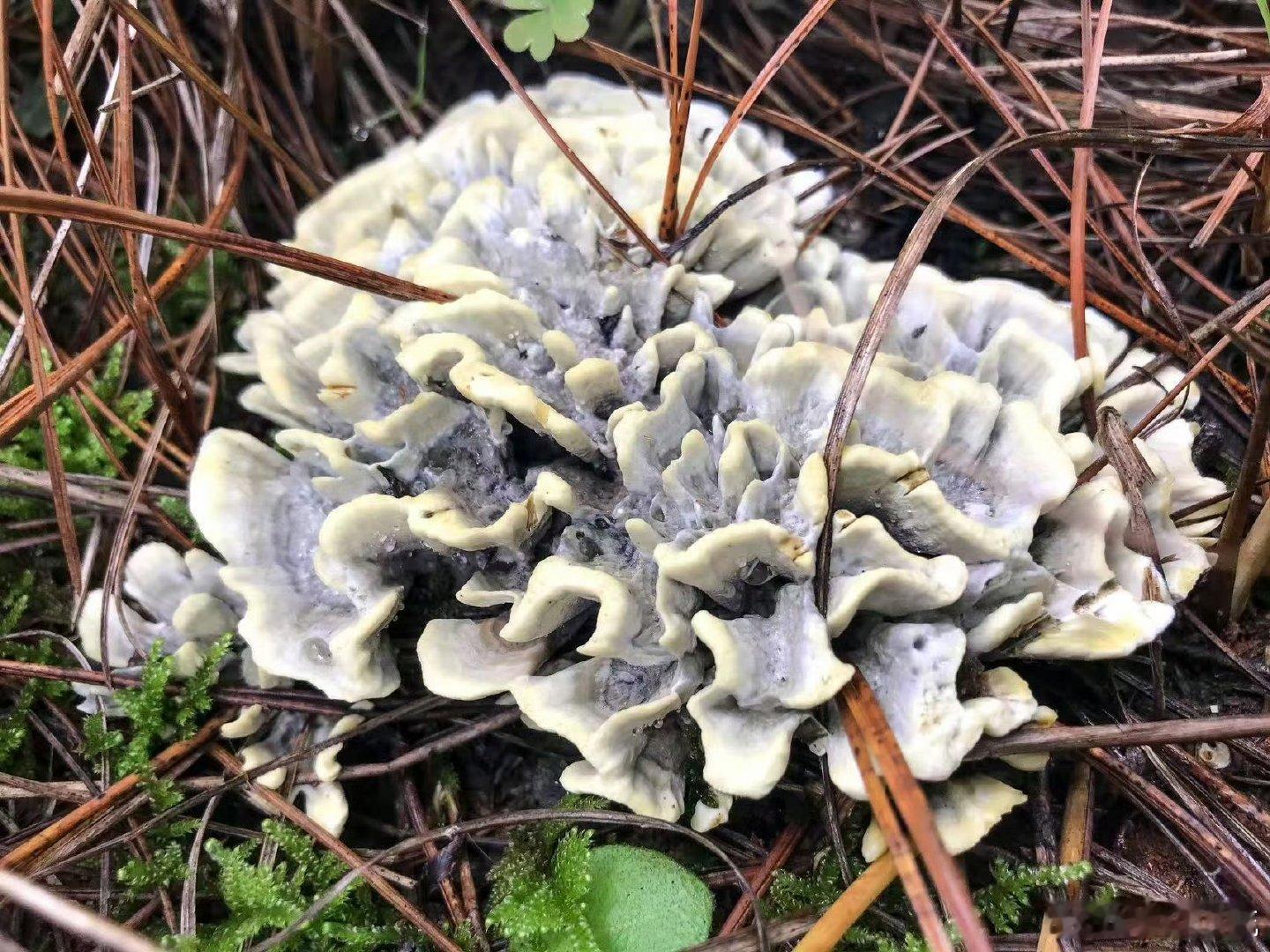 昆明菌香里的烟火气当雨季的湿润漫过昆明山野，松针下、腐木间，鸡枞、牛肝菌、见手青