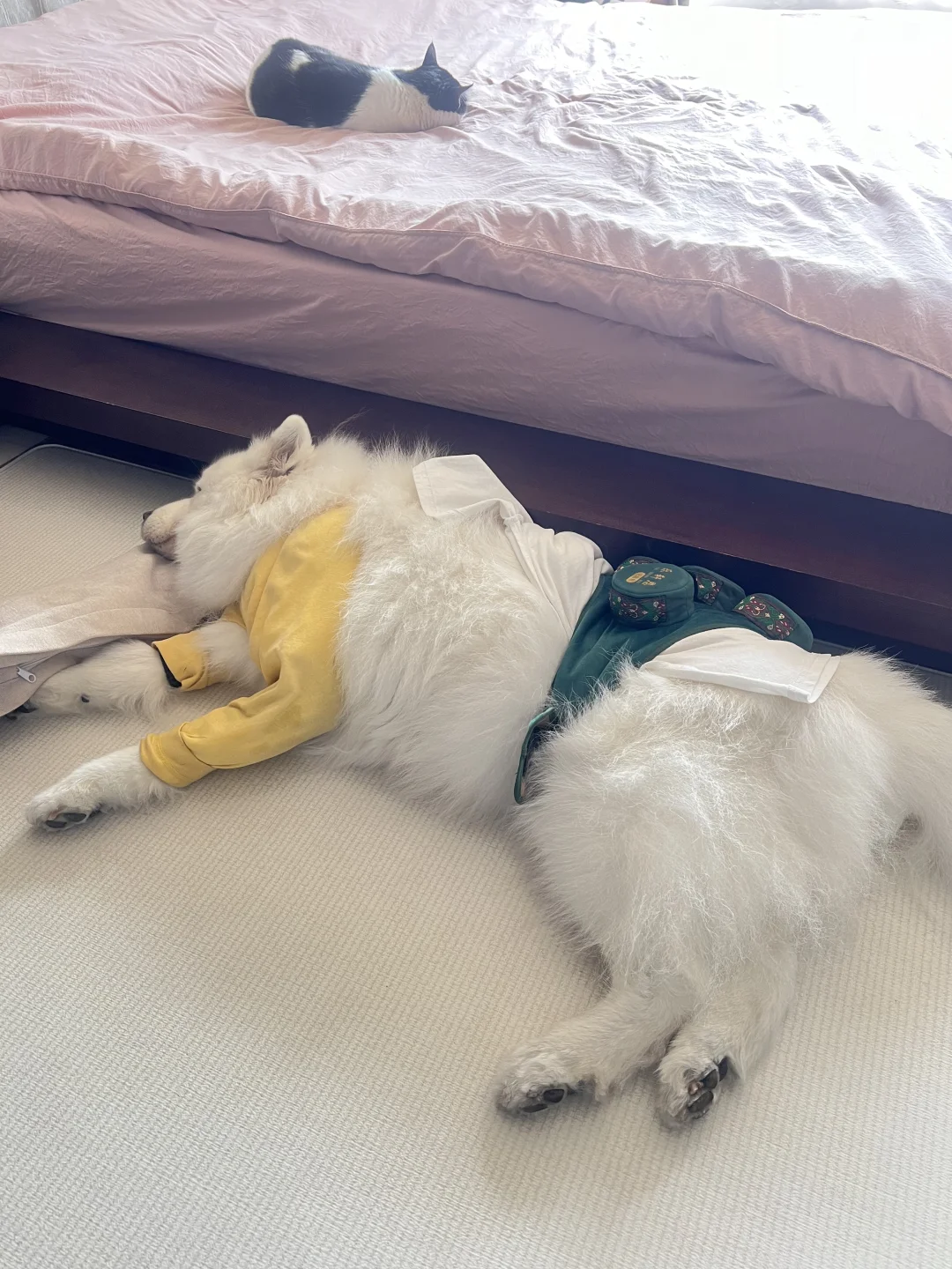 呜呜呜 现在连上厕所都要开着门