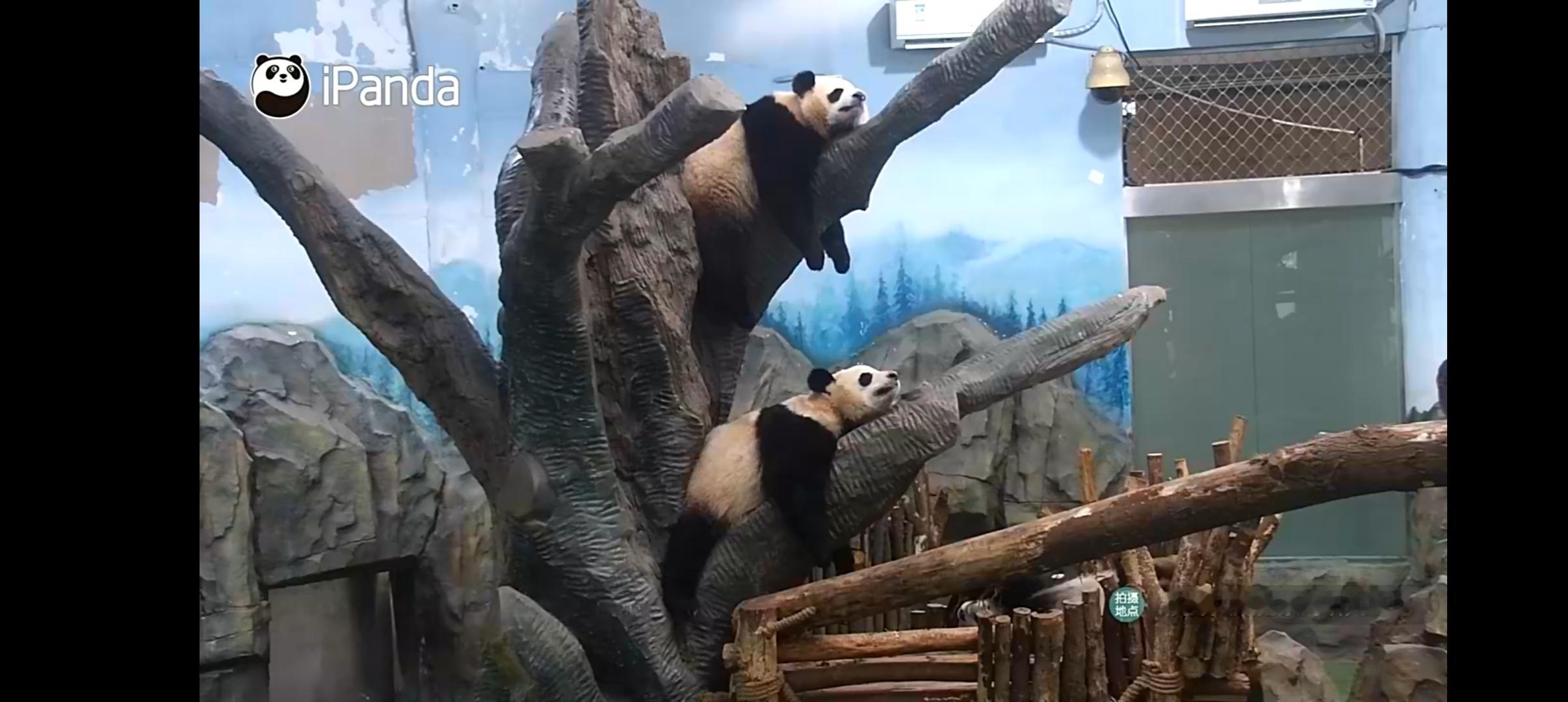 上下铺黄皮小姐妹，上笙下婳 