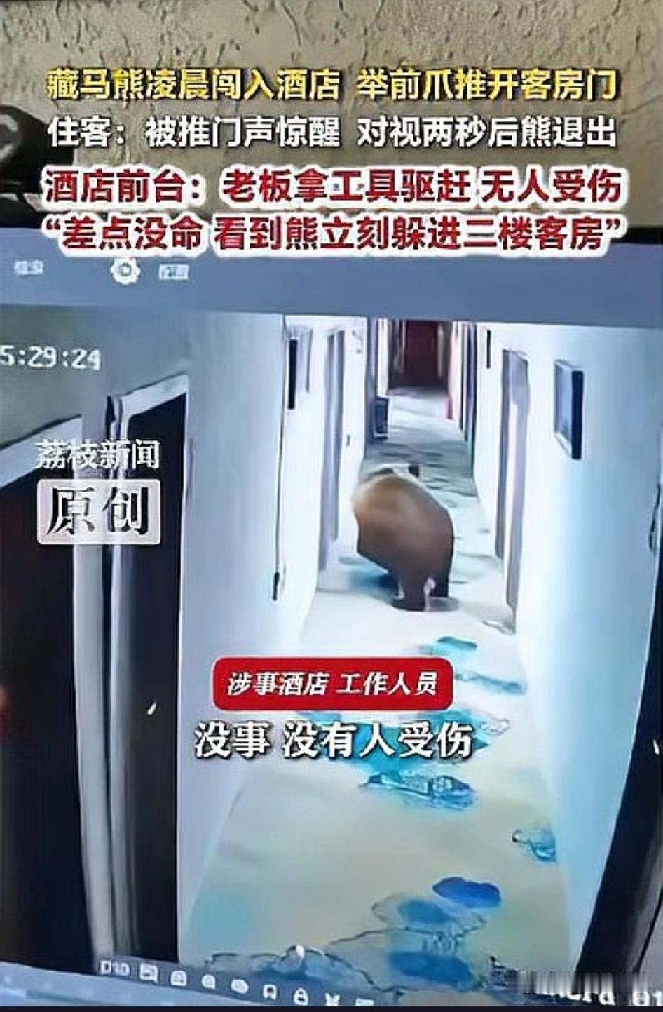 熊会开反锁的房门？西藏酒店凌晨上演惊魂一幕，住客与闯入猛兽对视。
7月4日凌晨5