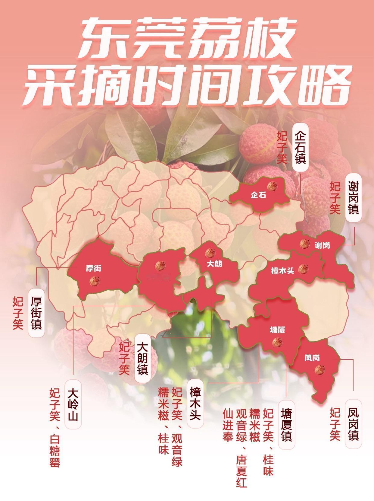 东莞 东莞dou知道 东莞荔枝 荔枝熟了