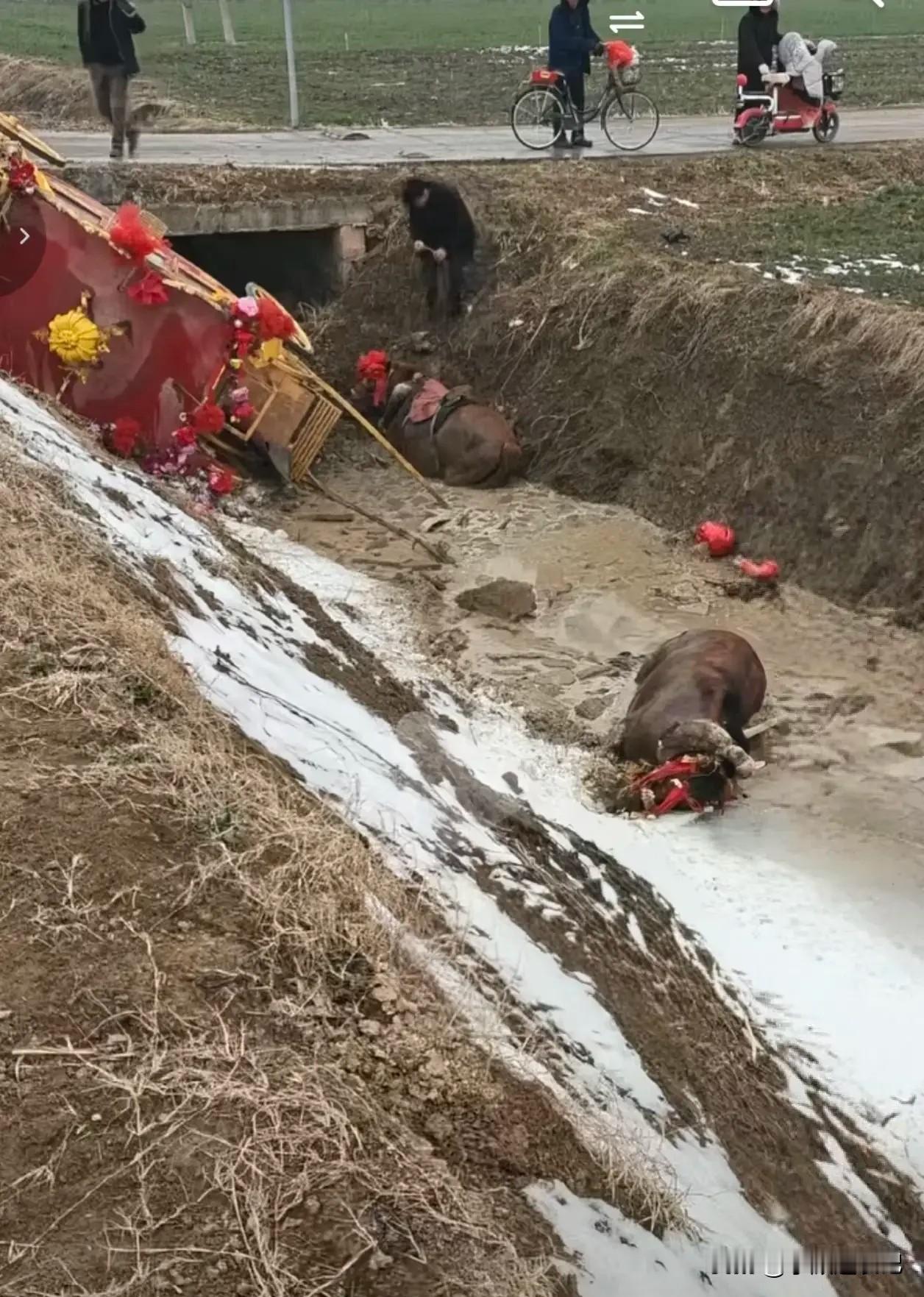 今年腊八，河南周口一对新人坐马车办婚礼，途经东沟口缓坡时，发生惊险一幕——马车左