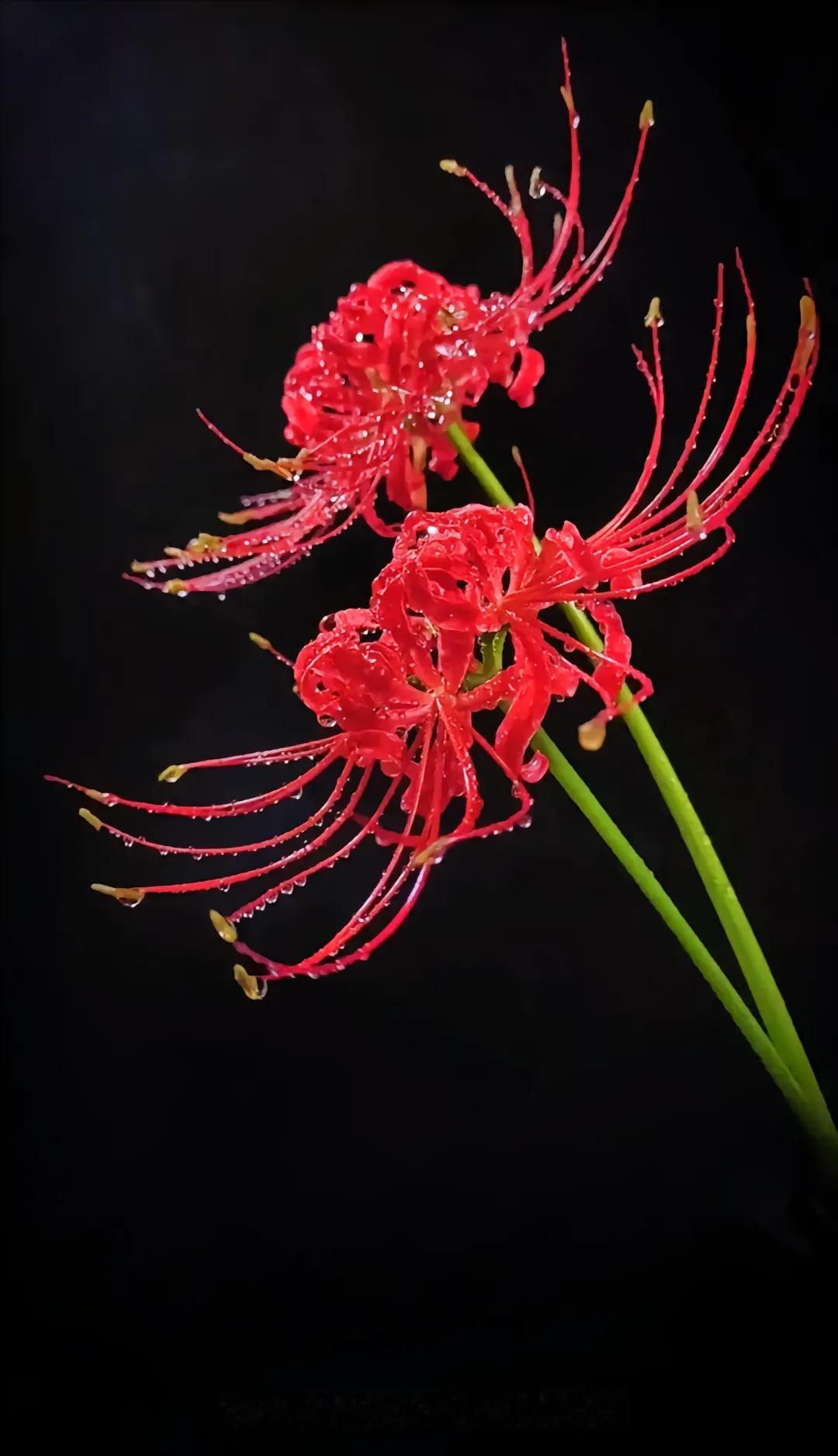 实拍！南方山野常见的“老虎花”，到底吉利吗？一次讲清正确寓意
 
在江西、福建、