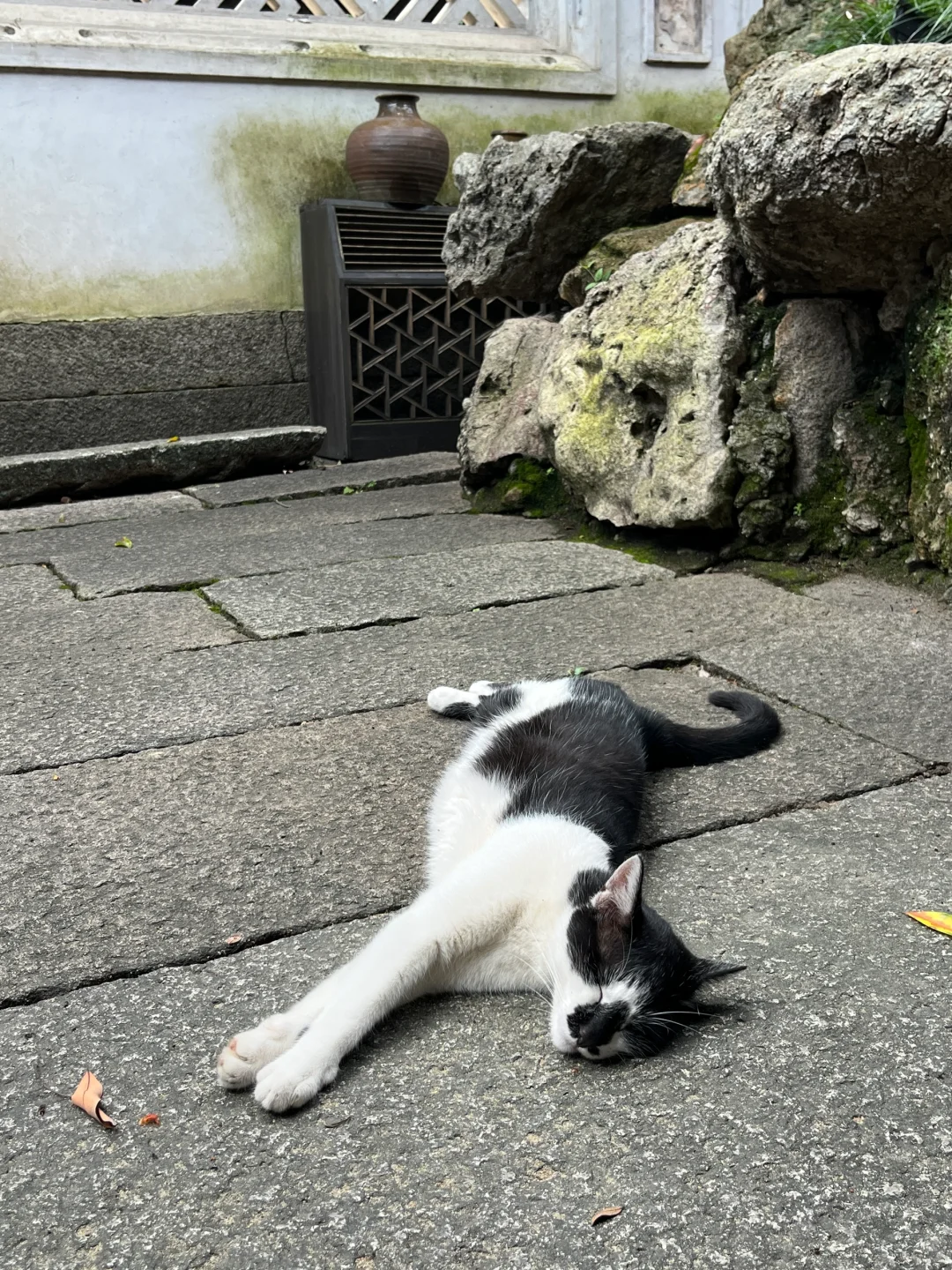 随拍｜猫咪 这该死的松弛感