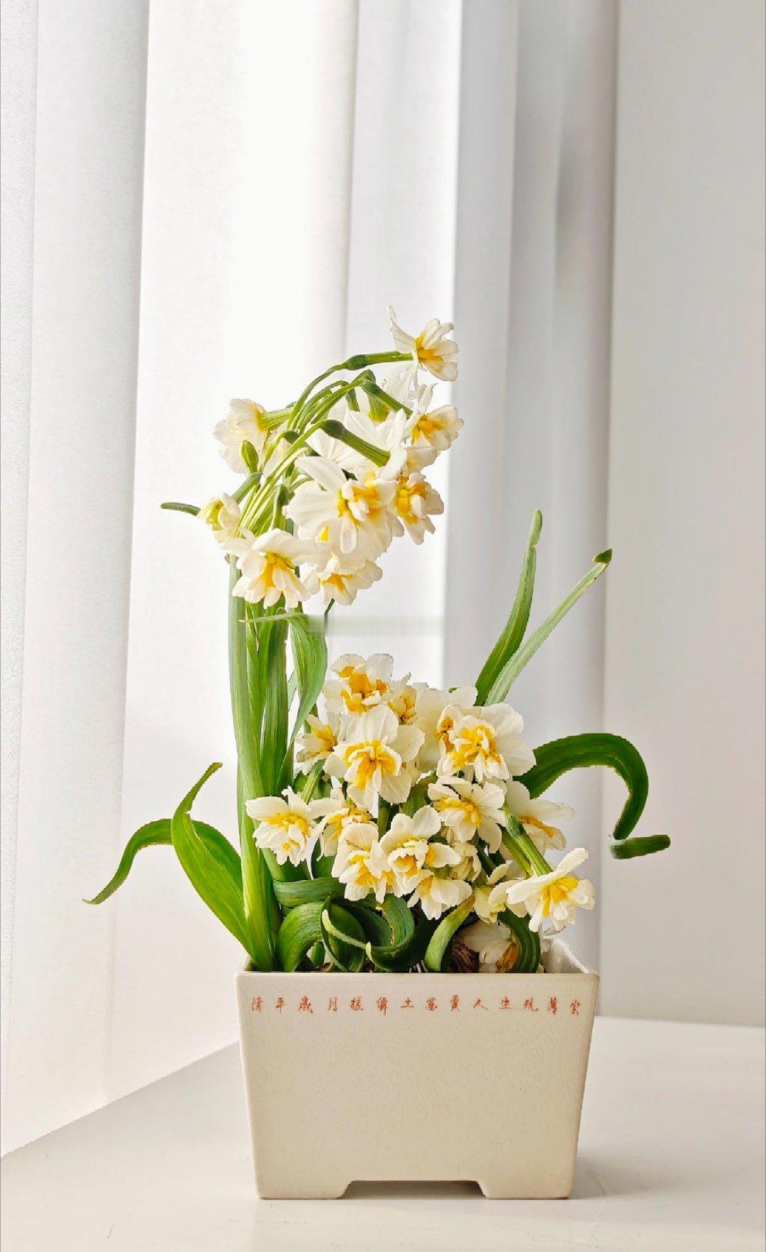 有一种水仙叫舞蹈家 名字和花一样灵动，不用费心养护也能开得漂亮，新年养一盆，心情