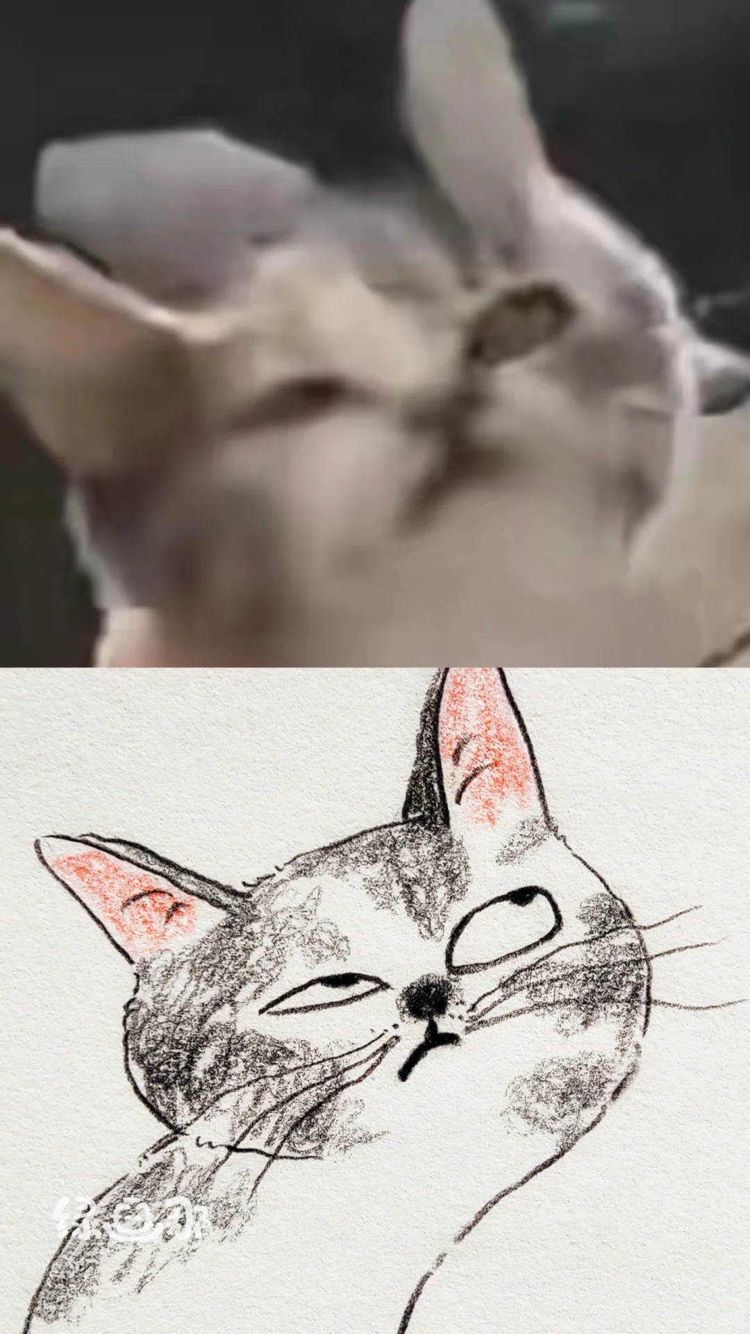 🐱：哼~关你屁事~关我屁事~