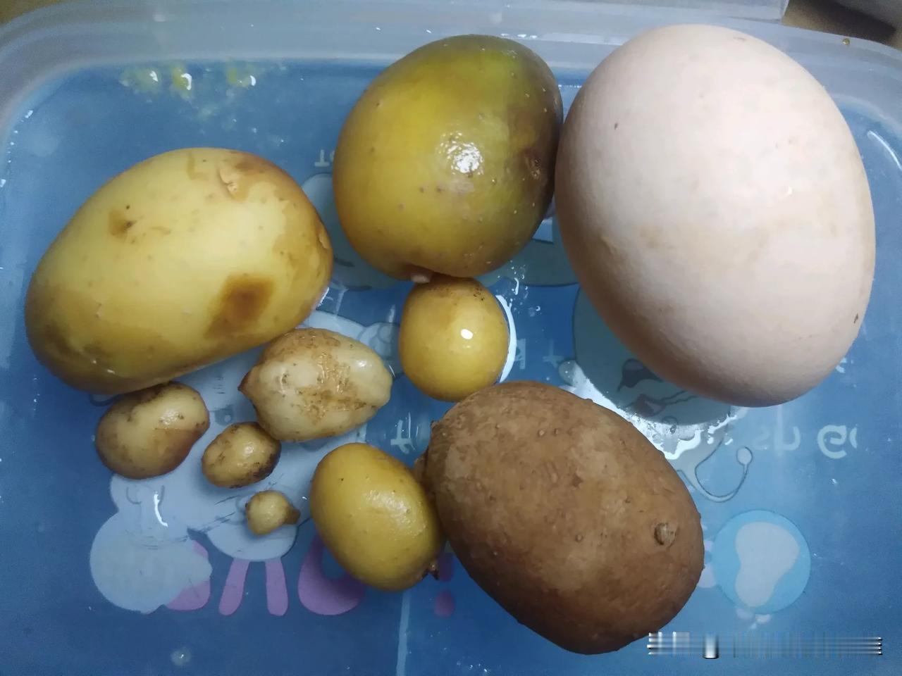 马铃薯在你们家乡，方言怎么说？地蛋[捂脸]看看我在花盆里栽的，今天收的，简直就是