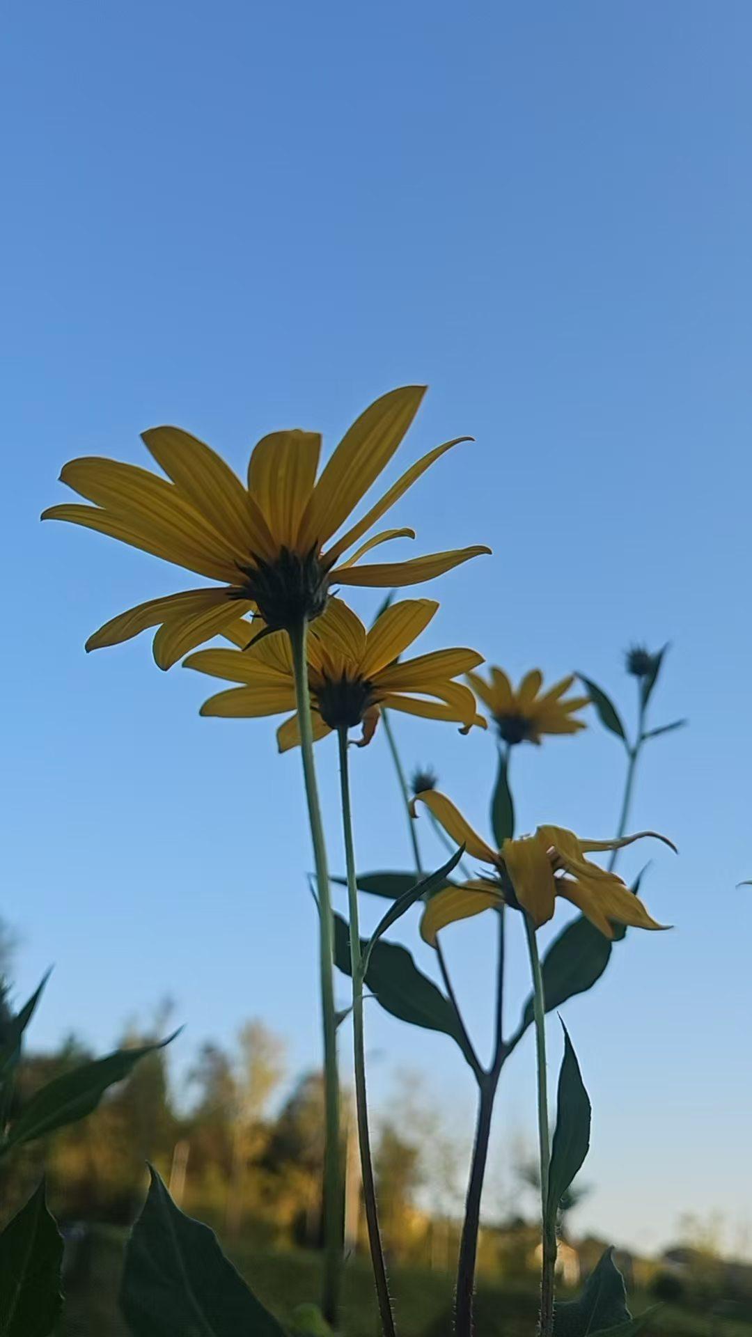 太神奇了，一夜之间，全球股市，都由涨到跌，国庆放假期间，美股涨，日经涨，韩股涨，