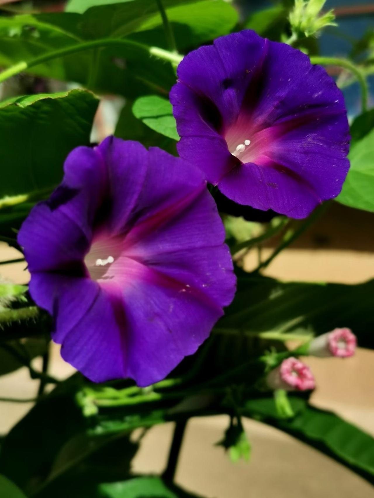 牵牛花，绿蔓绕篱，喇叭朝天，朝颜映晓露，暮落藏温柔，一生向阳，不争不抢...
拍