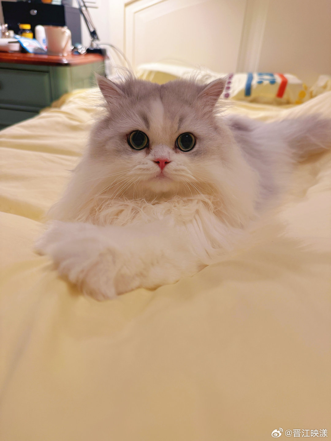 隐酒正酣更啦！看美猫！ 