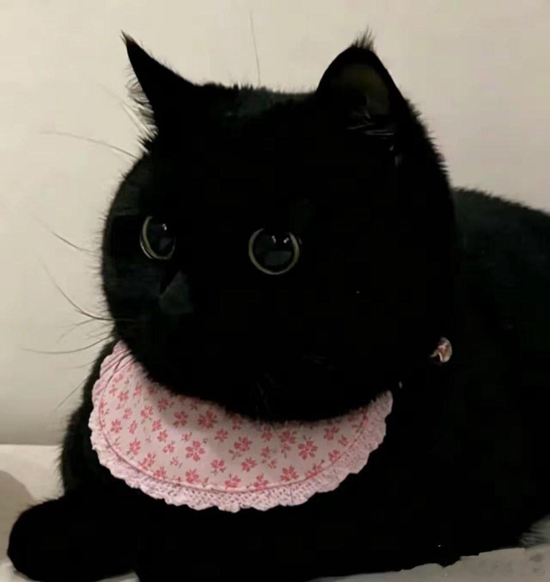 这是什么猫？好可爱 