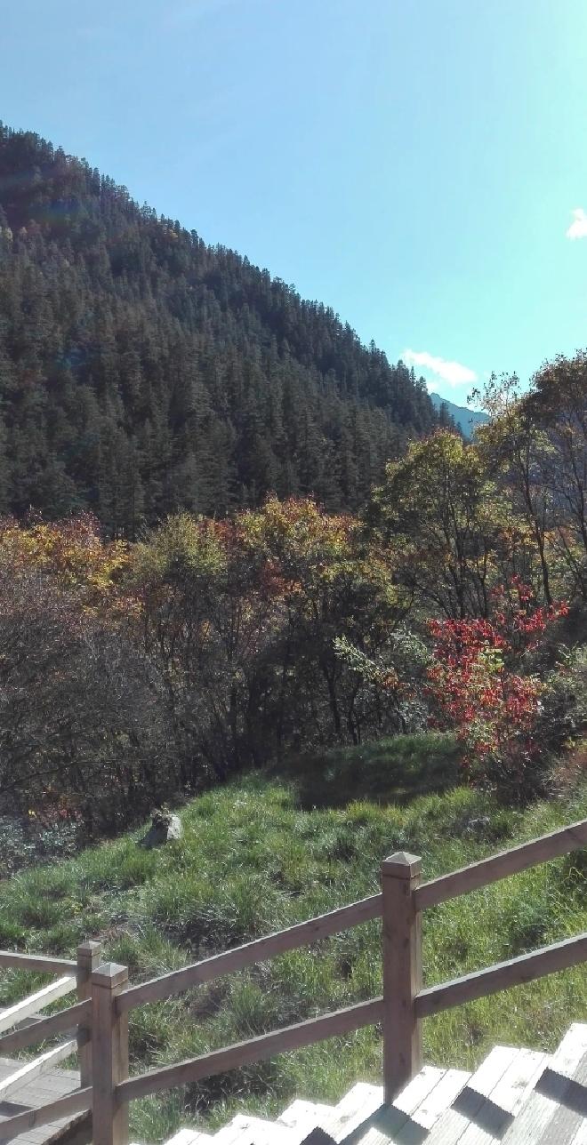夏日山林，红叶如火，徒步小径，尽享自然之美。漫步在这夏日山林的小径上，脚下的落叶