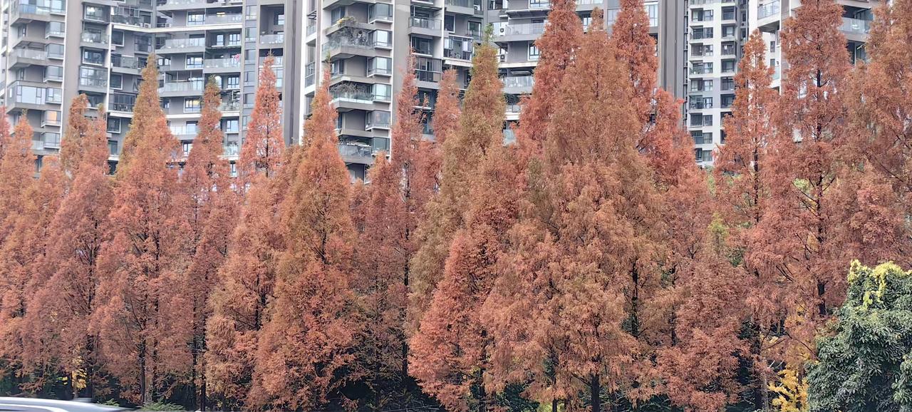 楼下的树真的很漂亮。虽然是冬天了，但是像不像有些地方的秋天？