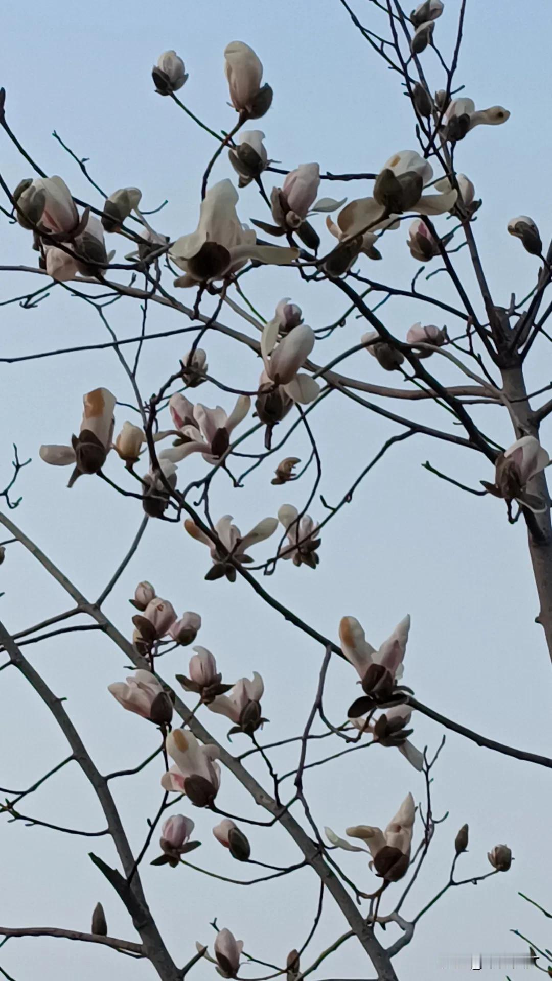 上联:勤勤恳恳种菜，求下联快快乐乐生活