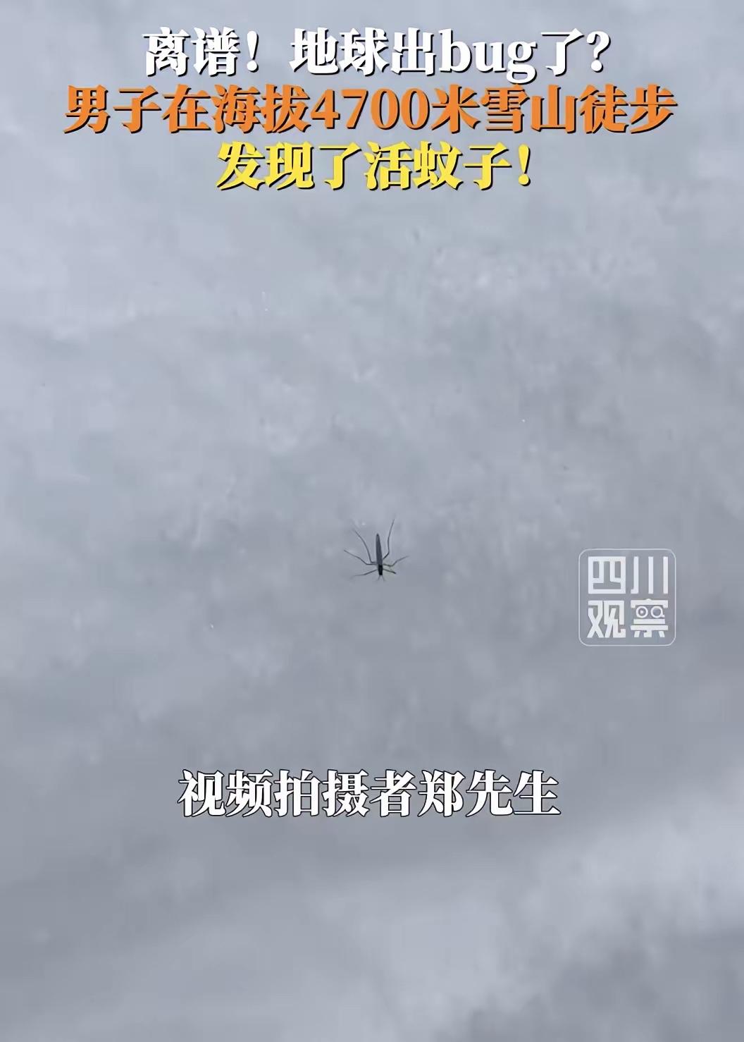 男子在海拔4700米雪山发现了活蚊子，海拔4700米，冰天雪地，零下5度，徒步者