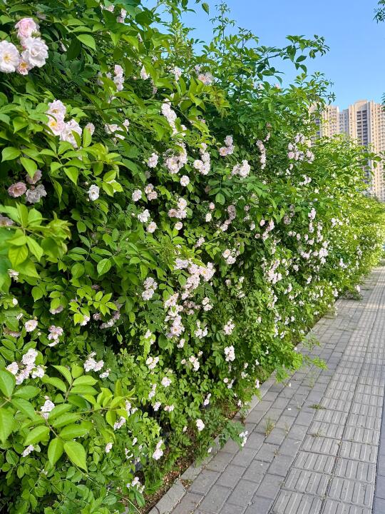 济南偶遇一整面花墙