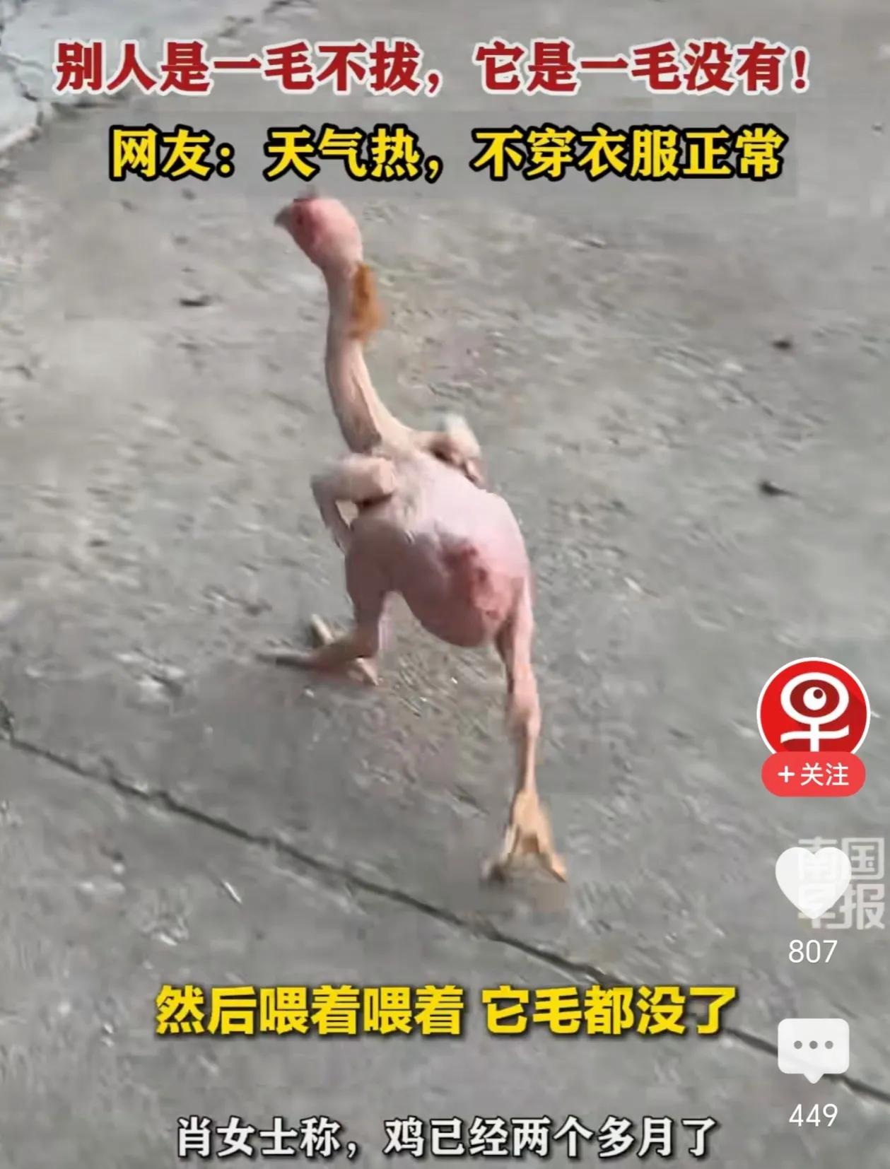 自带清凉模式！四川一女子在菜市场买了只公鸡，回家养了一段时间，发现这鸡越养越“光