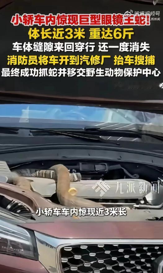 4月24日，云南玉溪发生了一件让人揪心的事，一条将近3米长的巨型眼镜王蛇，突然窜