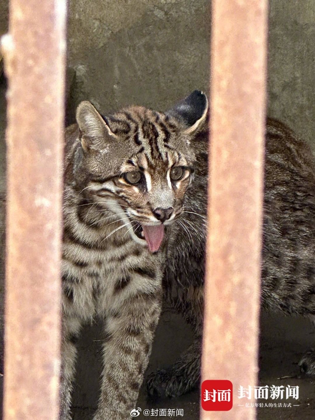 【#四川唯一一只圈养金猫老了# 】“随着一天天变老，圈养难度也越大......”