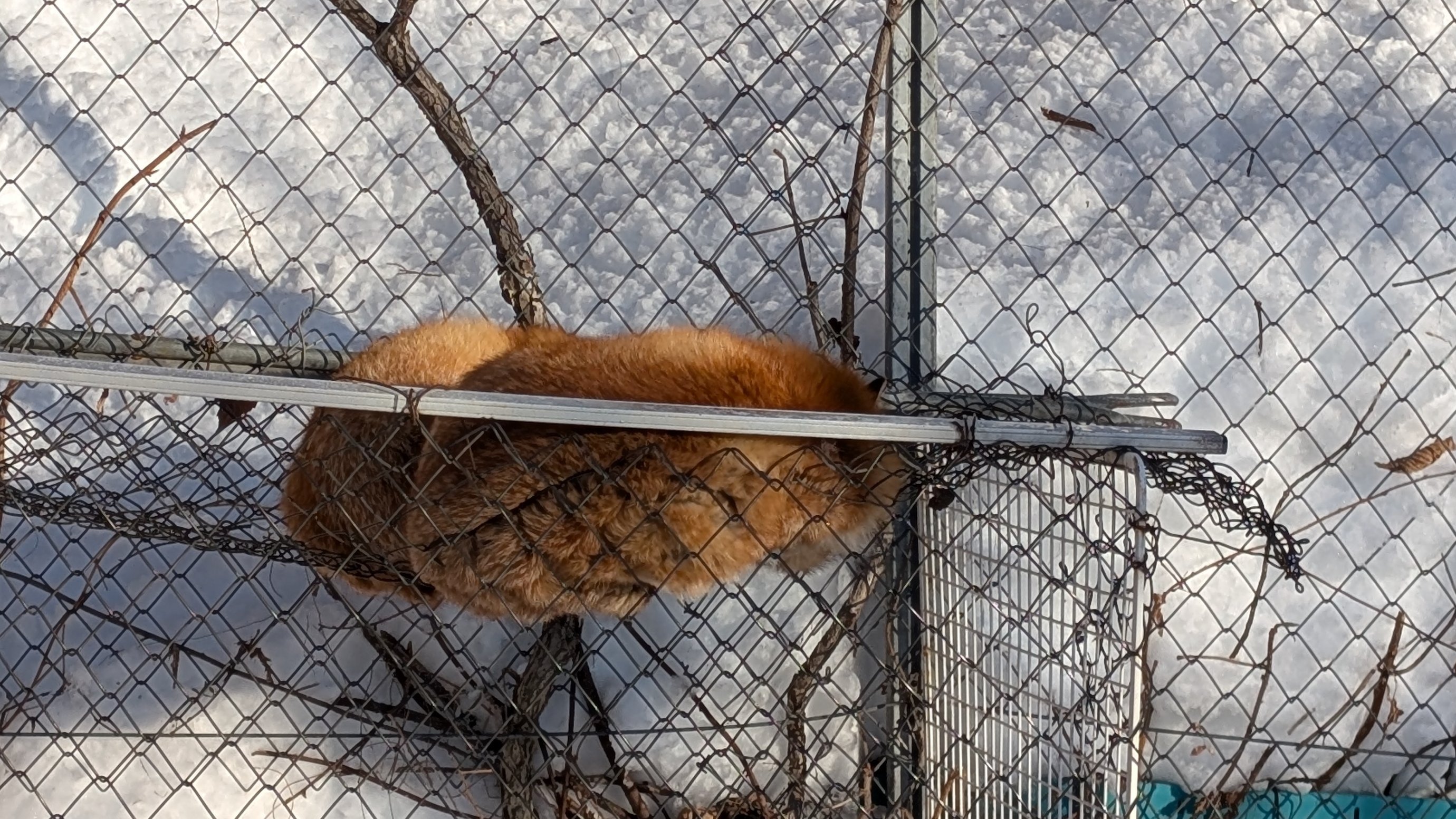 狐狸 体贴的狐狐，在寒冷的冬日，为大家亲自烤制了大列巴口味的菠萝包！热腾腾的大面