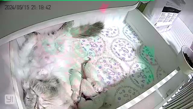 番茄带孩子已经是next level了[微笑]#英国长毛猫##金点##英短金点色