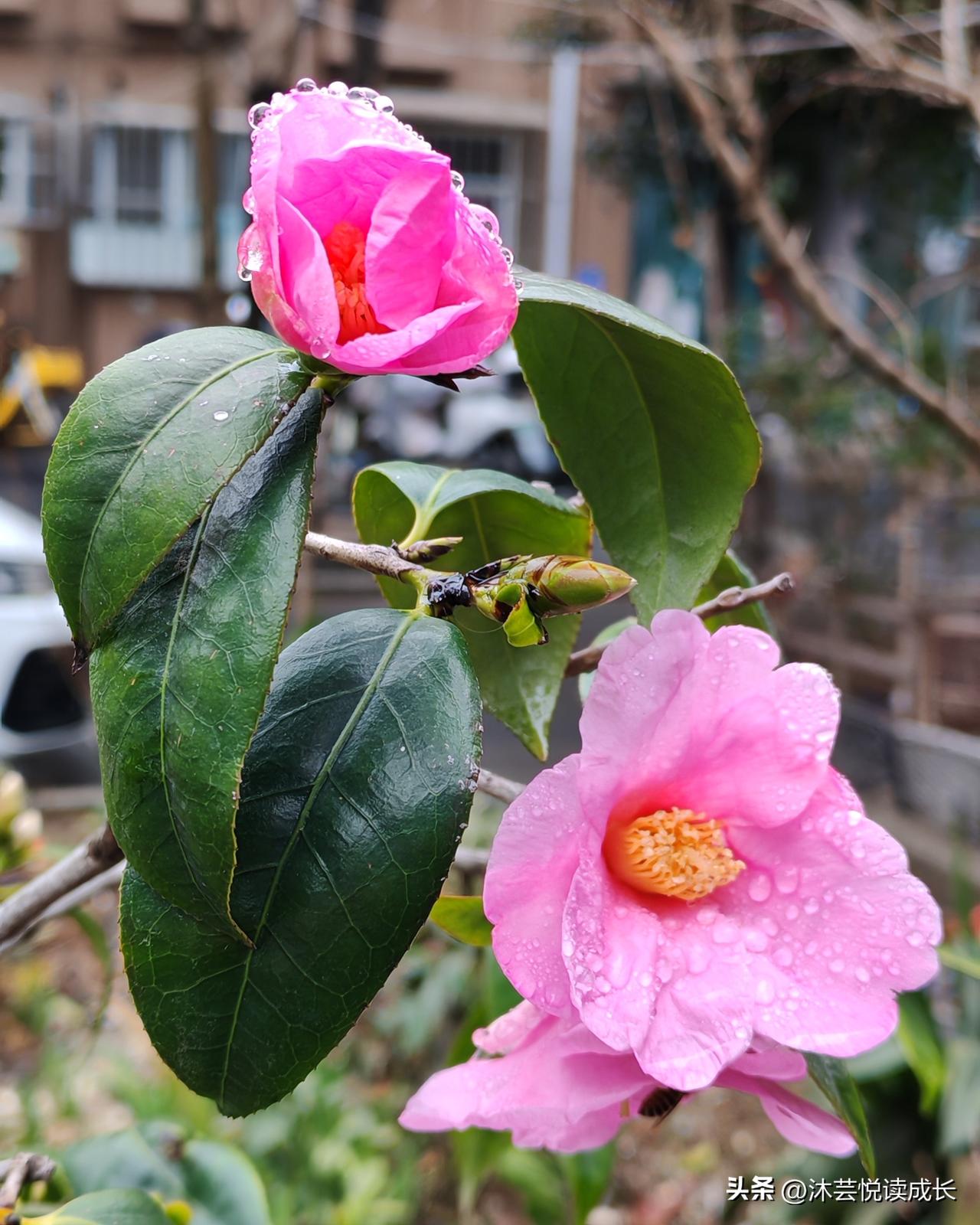 雨后的南京，连风都带着温柔的水汽。
菜苔悄悄举着嫩黄的花苞，迎春在枝桠间舒展腰肢