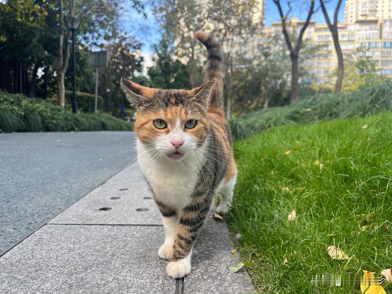 公园里的小野猫，看我招呼它，以为是我要给它投食，发现我什么都没带，一脸不高兴，可