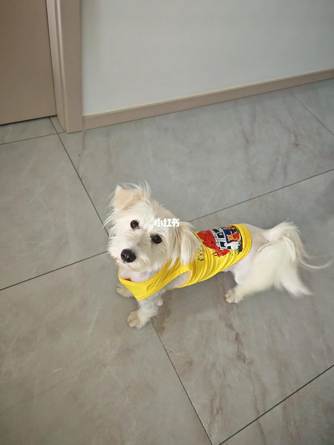 这种性格的狗狗适合去小院生活吗？