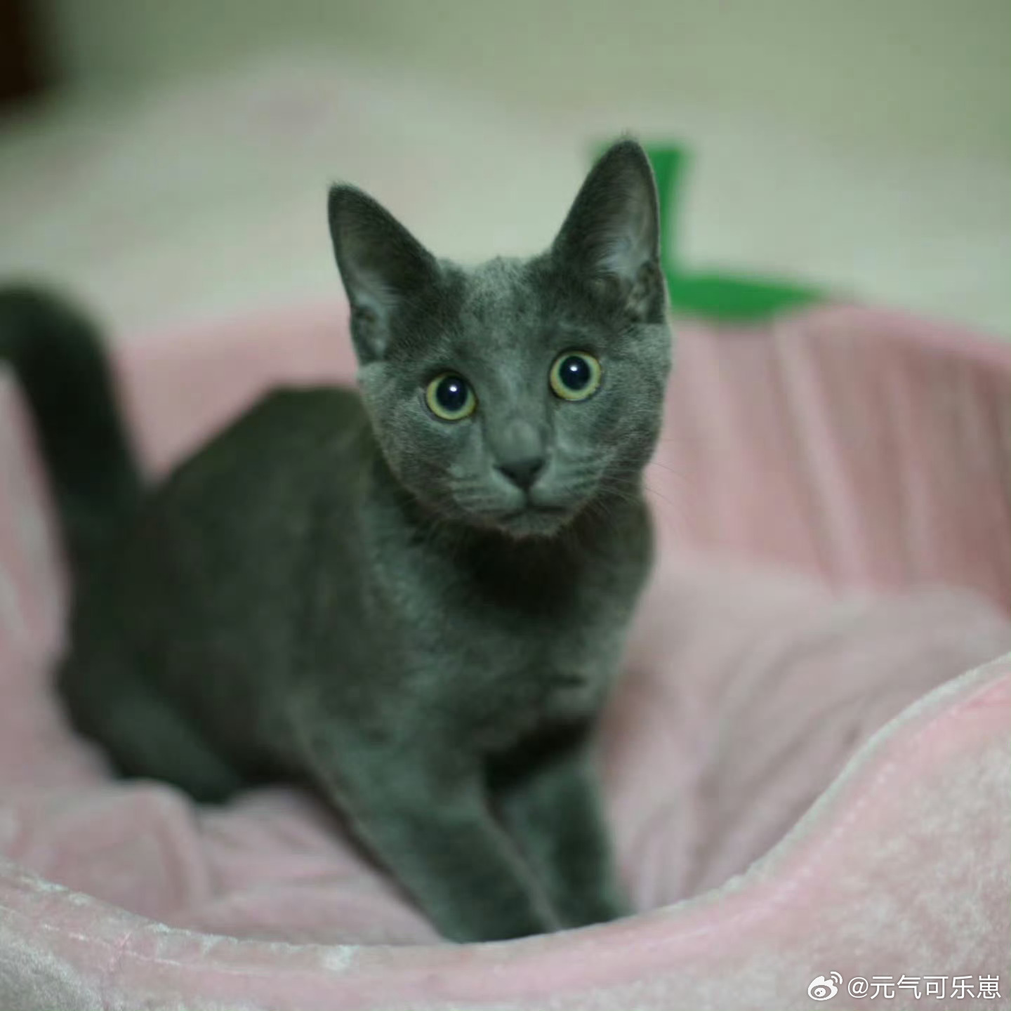 金希澈的爱猫希范去世金希澈公开消息，陪伴自己多年的爱猫韩J希范离世。这只猫咪贯穿