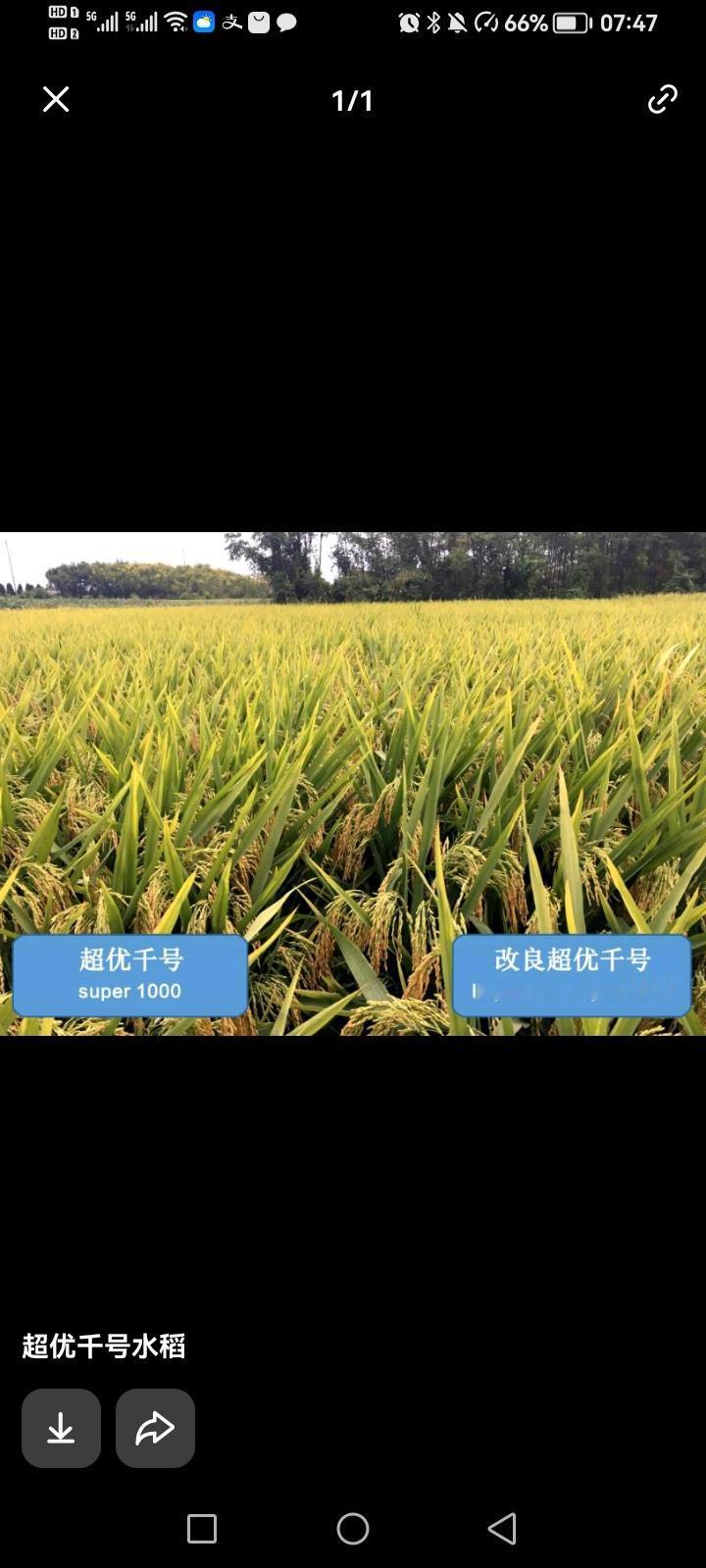 农业现代化的关键在哪里?农业现代化的关键在科技创新，尤其是种子技术，例如袁隆平的