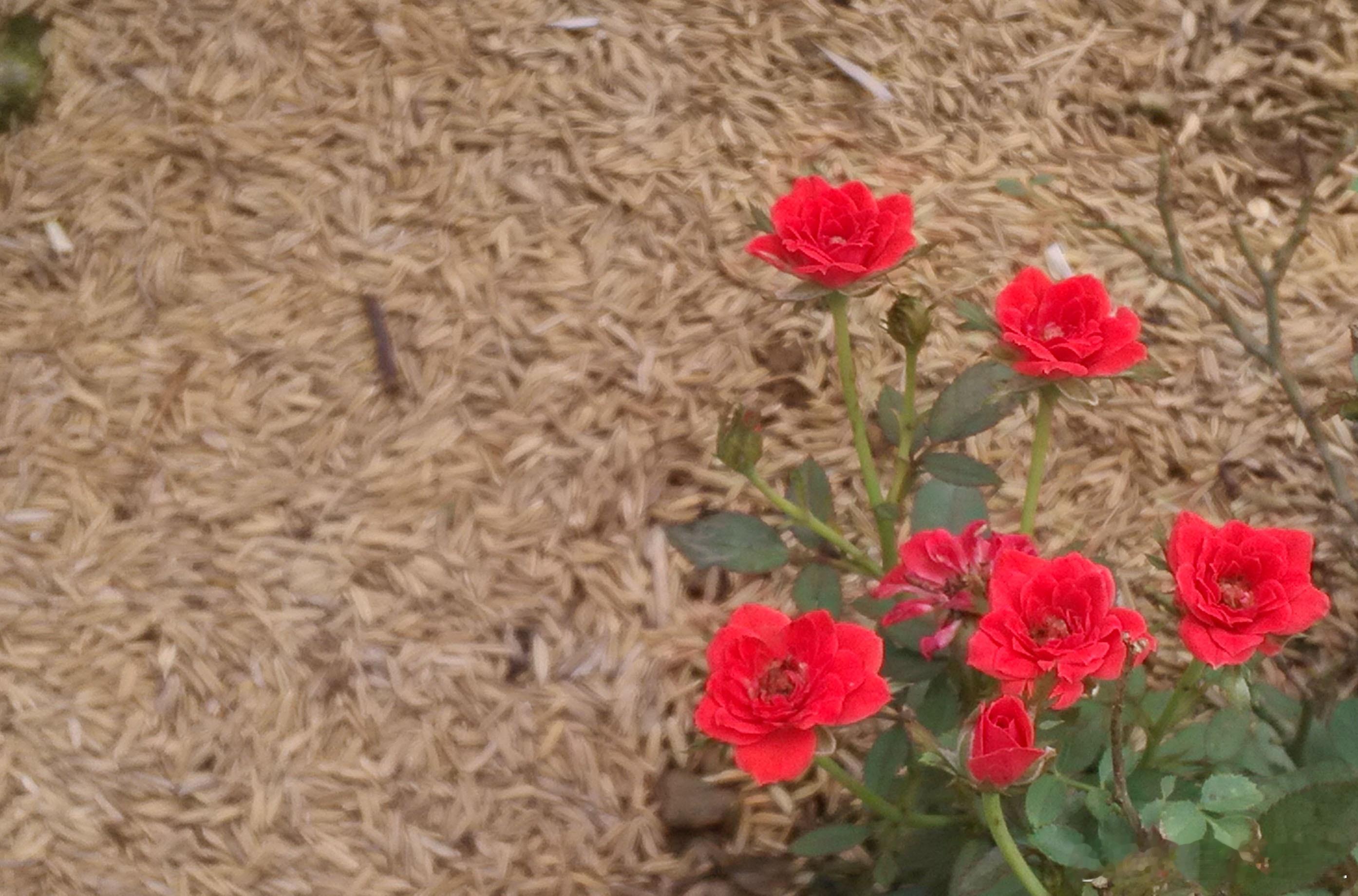 时间匆匆，每一天都在忙碌中渡过，一转眼一年就这样过了…… 