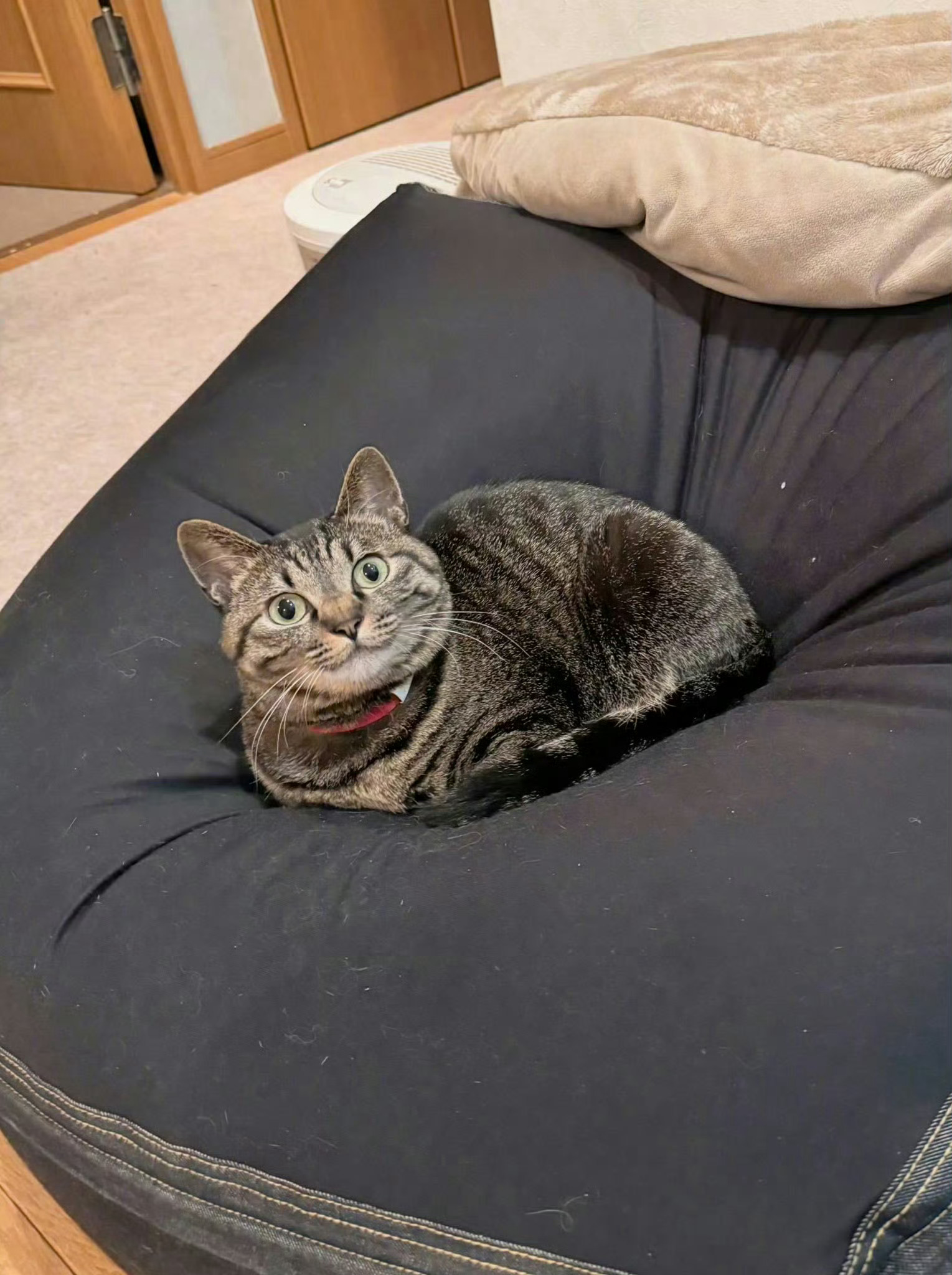 去医院检查，医生说猫咪是弱智