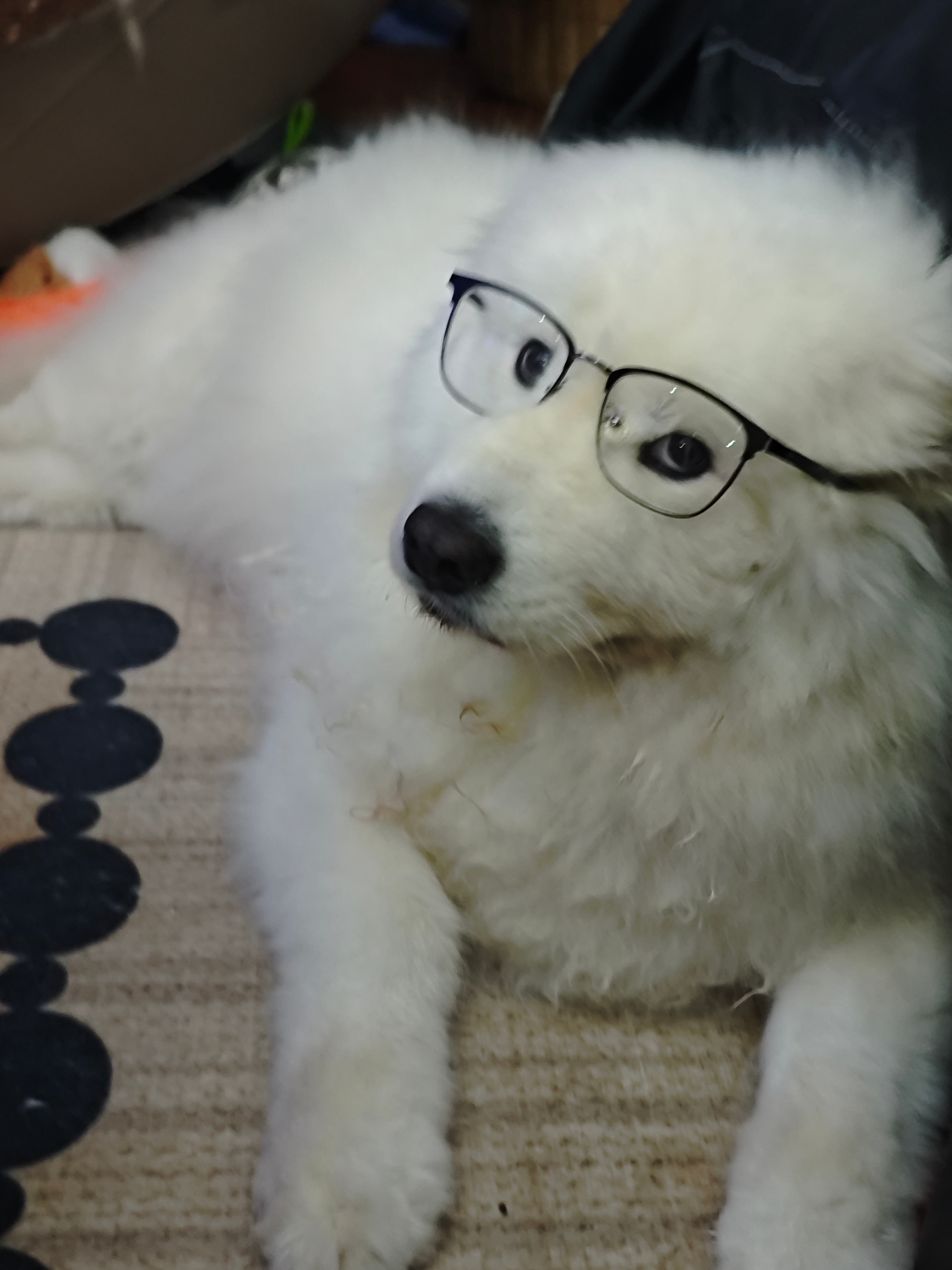 斯文小戬。 ​​​