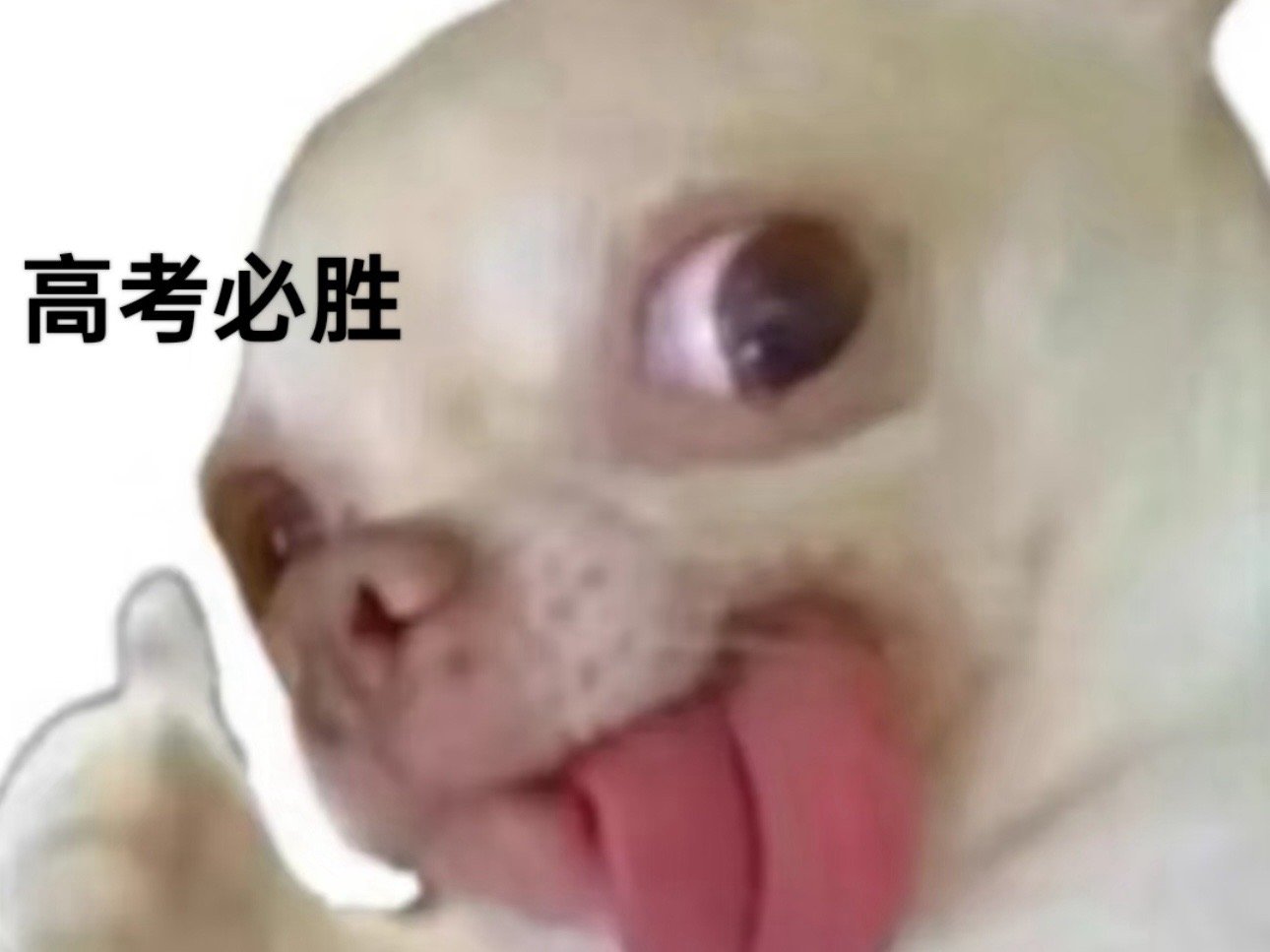 祝你六月考出一个超长的成绩 七月被理想的学校录取 八月kuku吃喝玩乐 九月遇到