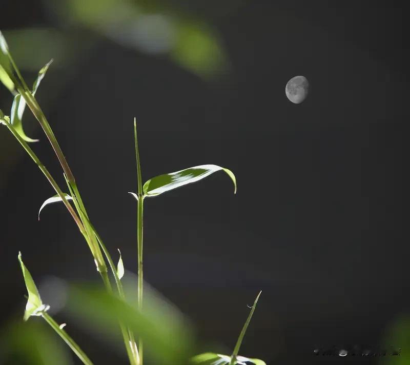 看到“竹影清风摇月色”这个上联，瞬间就被其营造的意境吸引了。上联用拟人手法，让竹