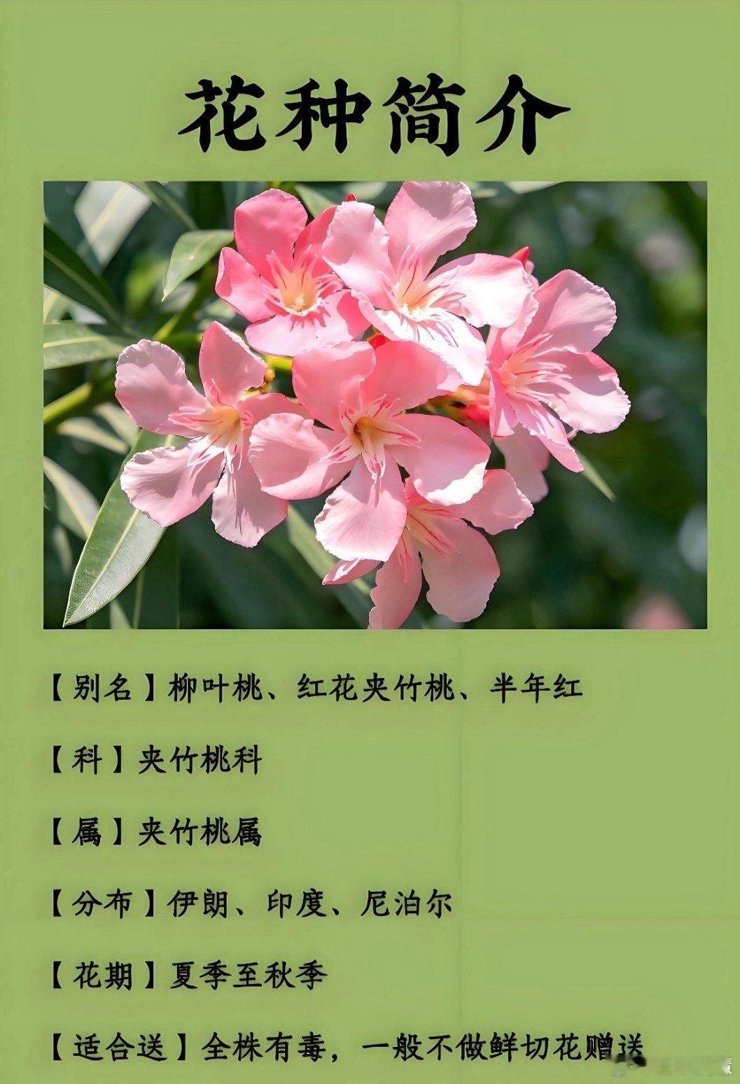 女生嘴含夹竹桃拍照中毒过敏不是吧？我看好多都这样拍的，不过我每次都是把花扎在头上