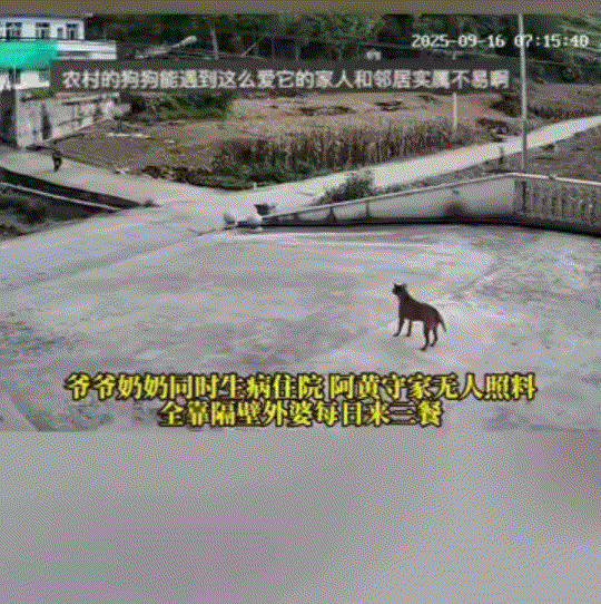 重庆，一男子的爷爷奶奶同时生病去医院住院，为了照顾老人，只得留得家中大黄狗守屋，