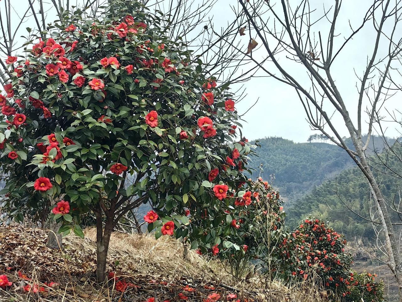 省林科院在我苗圃起苗布局实验地种植
​冒着寒风冷雨已经辛苦，更难为老农的是70余