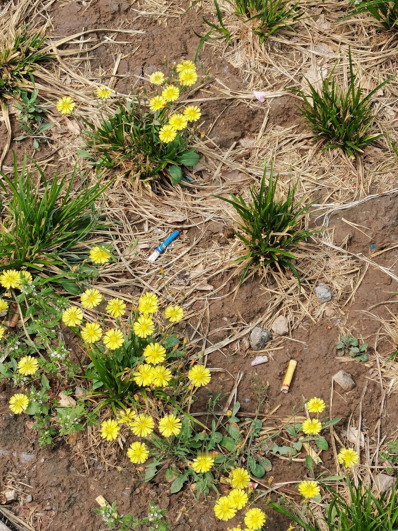 春日生活打卡季路边的小苦菜花，也有一些颜值。今天忽然想到一个发现：几乎所有的花，