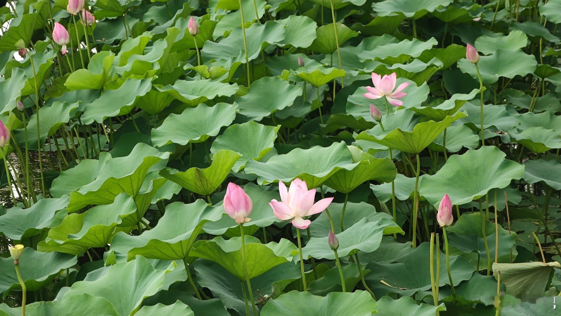 北京什刹海荷花  摄影​​​