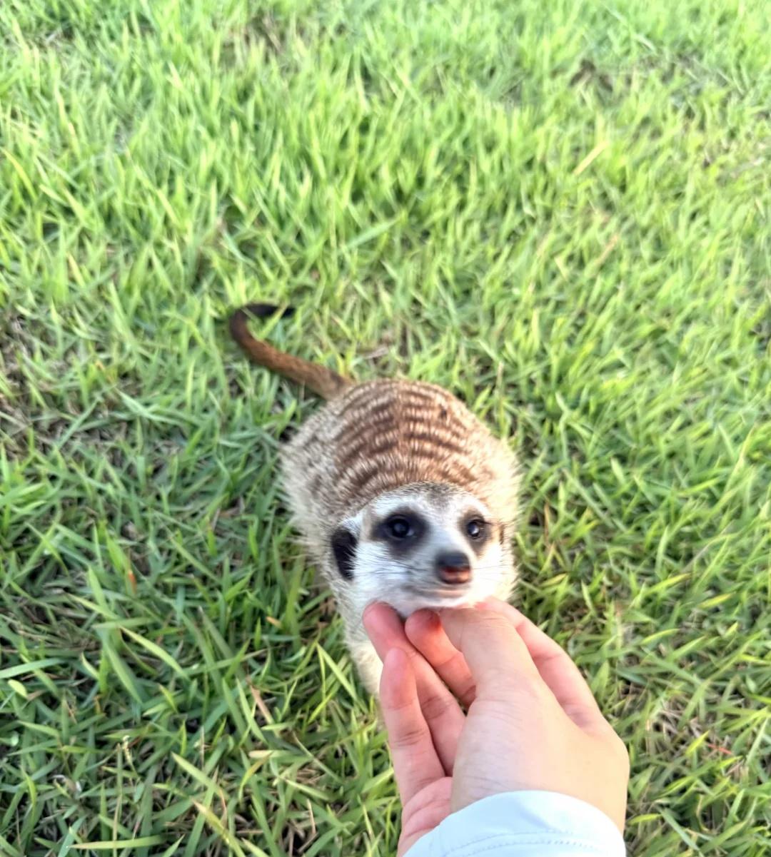 女人，你成功引起了我的注意💗
霸总娇妻狠狠宠，哈哈
	
狐獴 异宠 丁满 用动