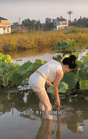 根本不会掏，那能连根拔起，我们小时候掏都是挑嫩的掏，根不要拉出来，过断时间还会长