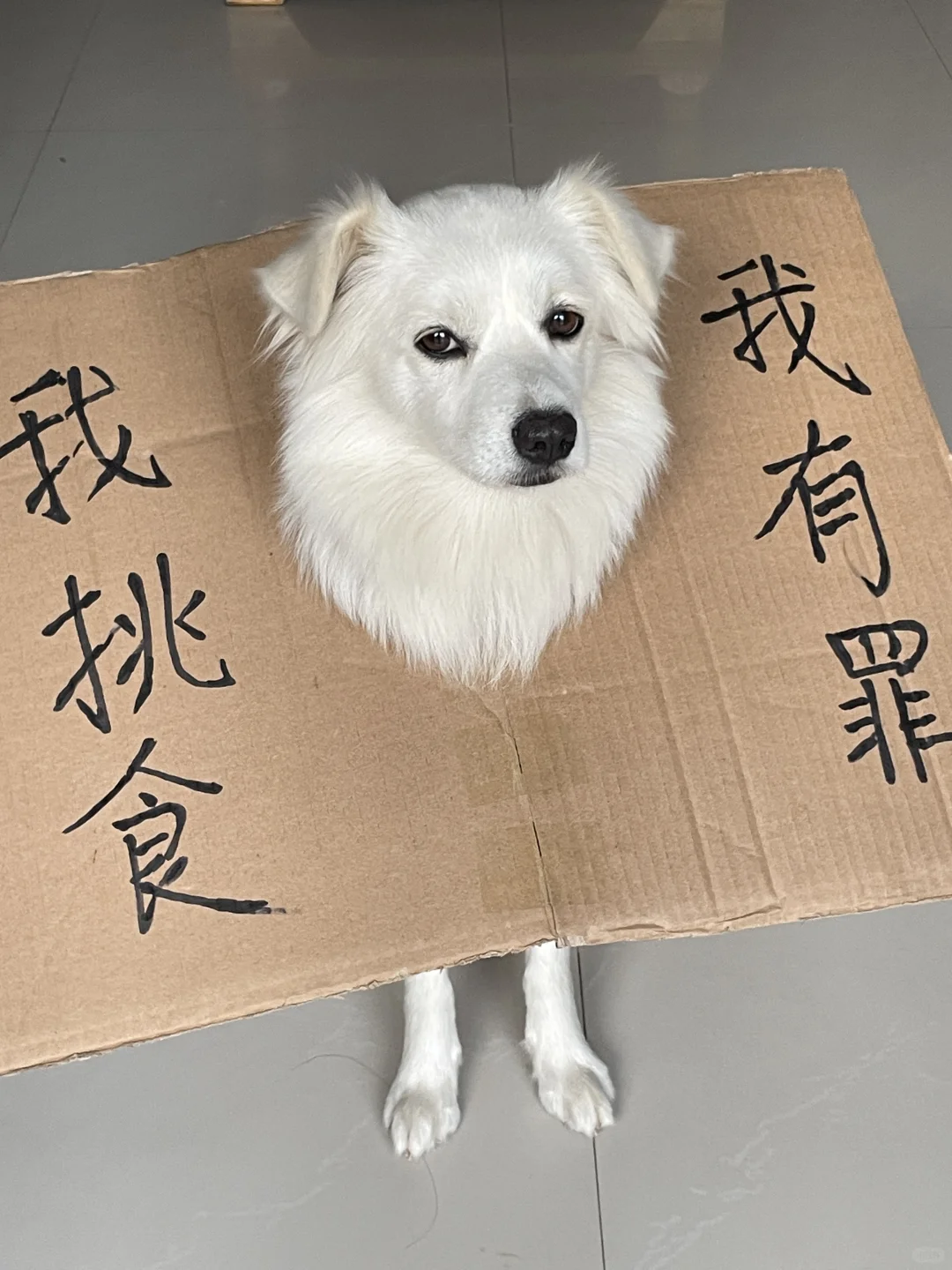 狗狗的“挑食罪”