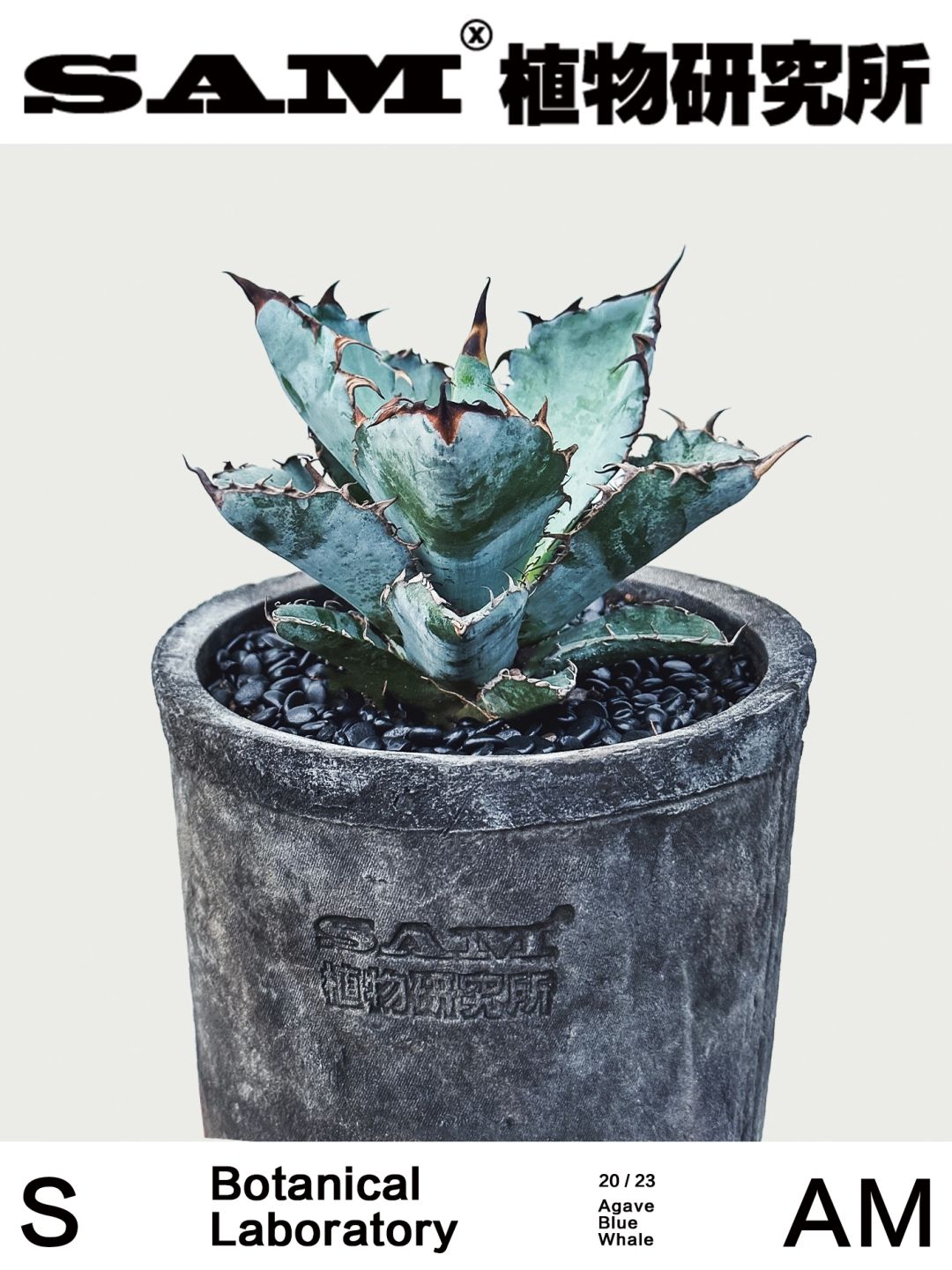 蓝鲸龙舌兰｜Agave Titanota
