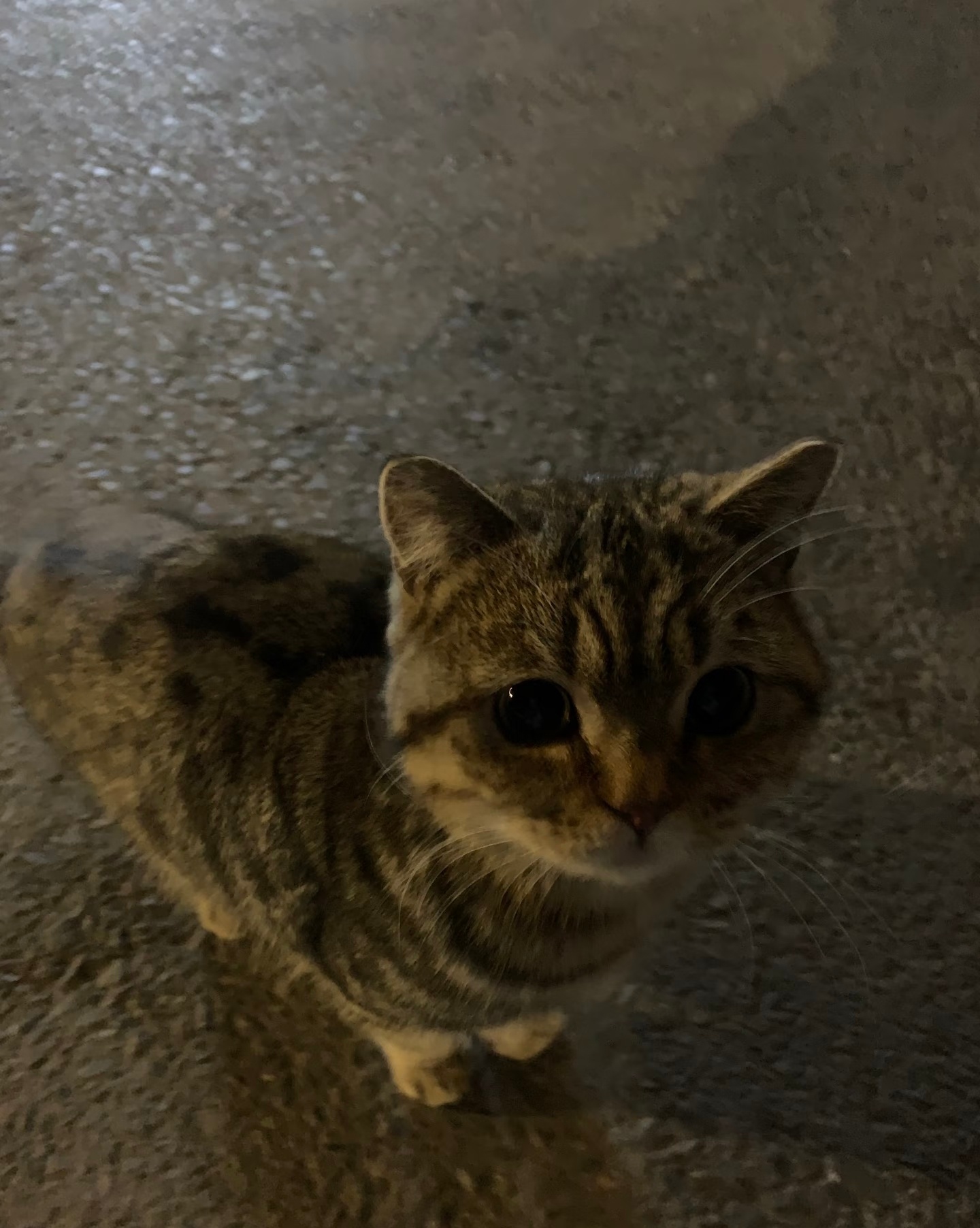 98年的长寿小猫这小猫岁数比我都大。愿天下小猫都能长寿呀。 