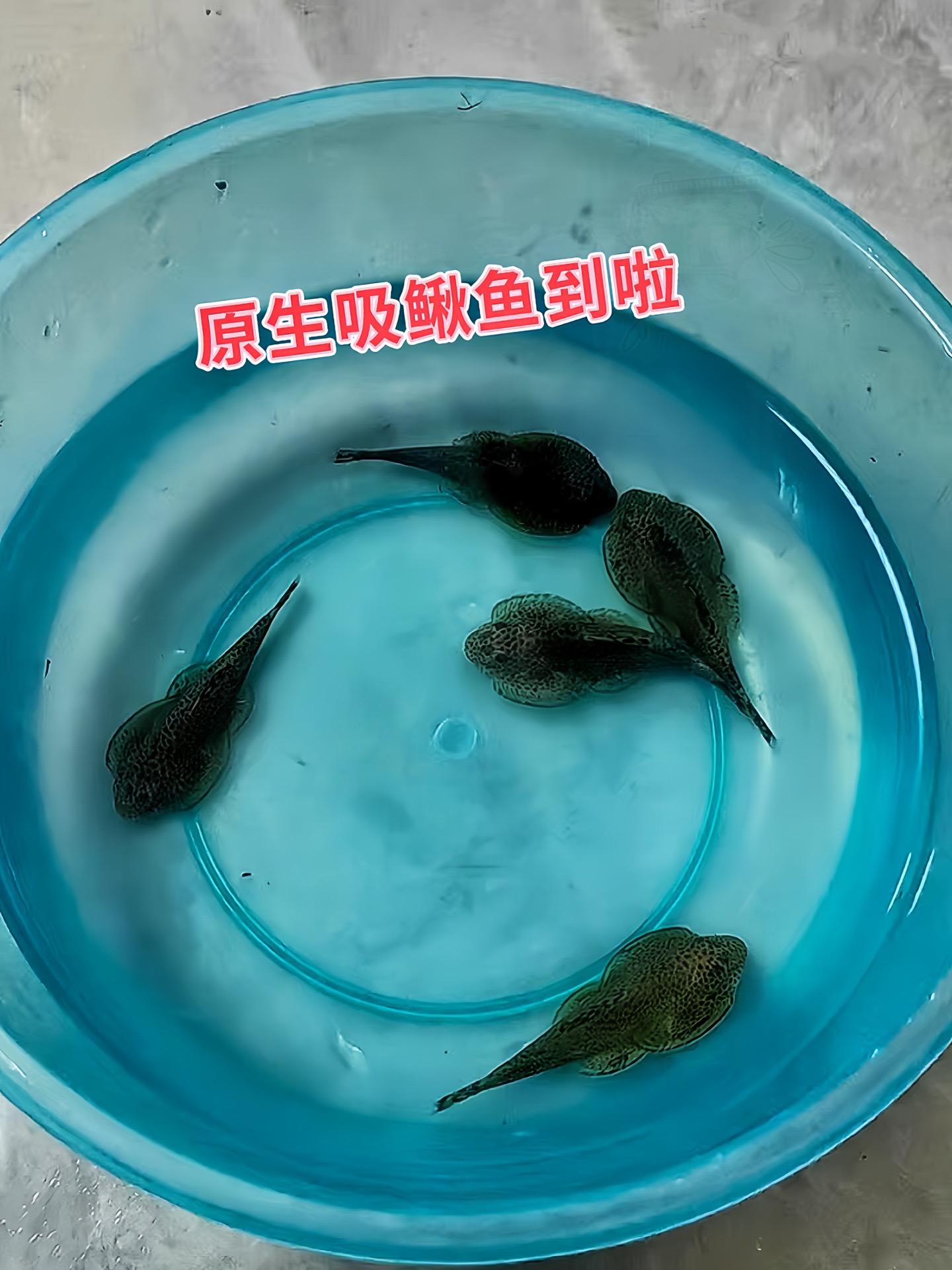 还在为鱼缸藻类泛滥发愁？吸鳅鱼堪称“天然清藻大师”，凭借特化口器，将缸...