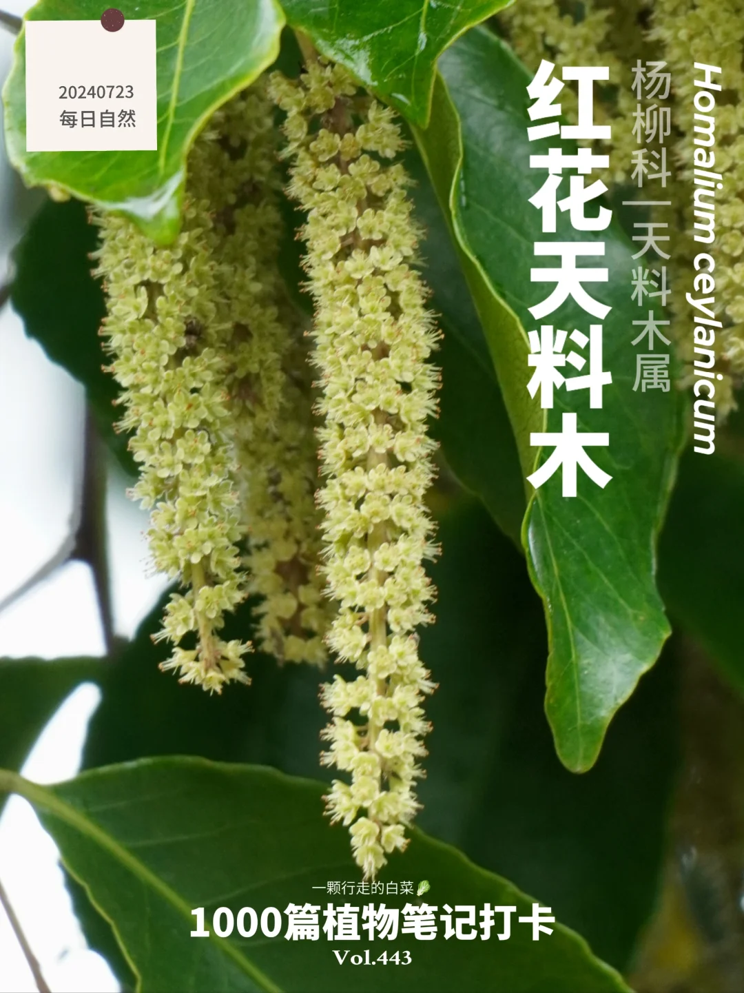 植物笔记443 | 生命力顽强却被列入易危