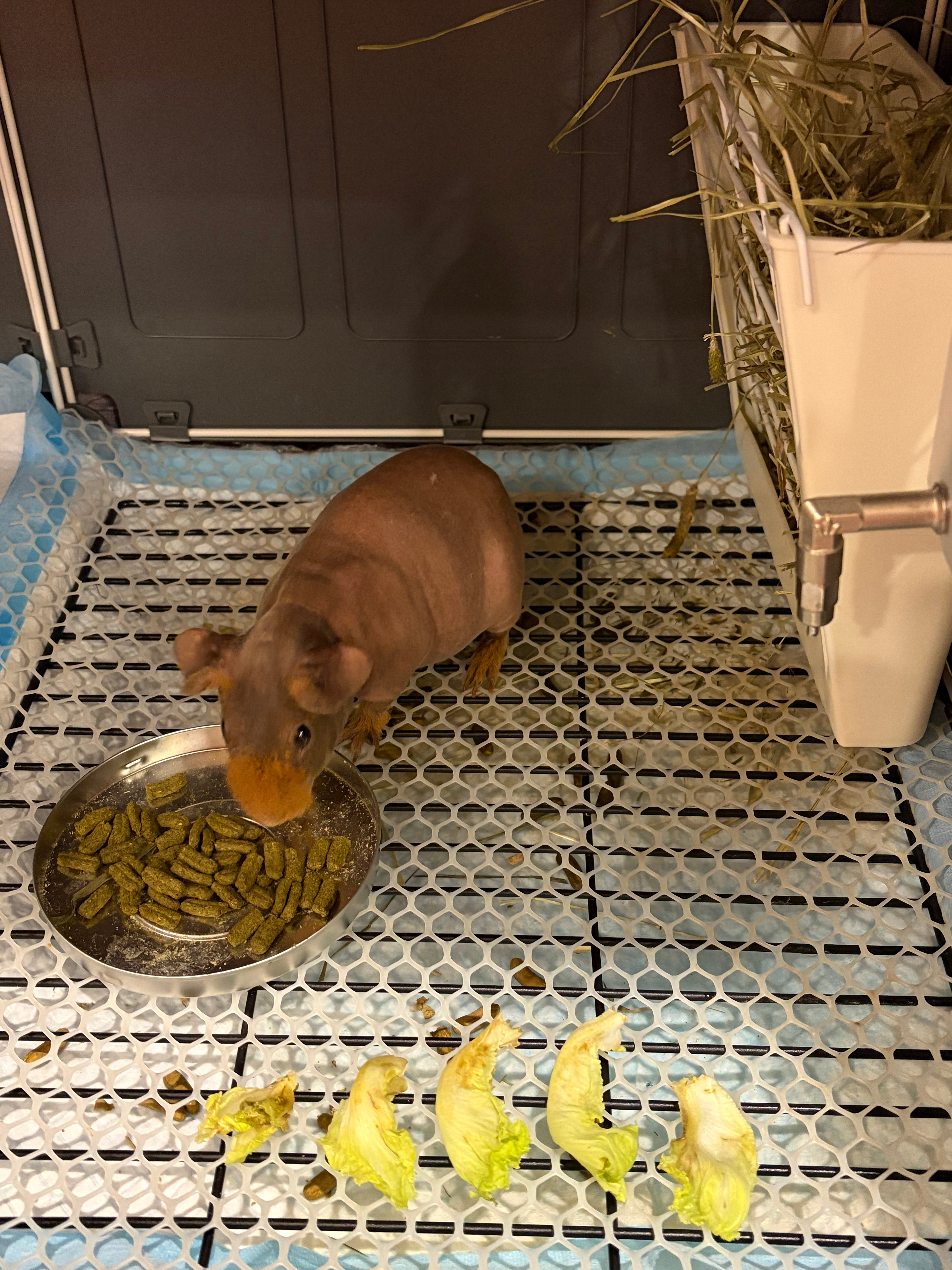 给猪猪开西餐了