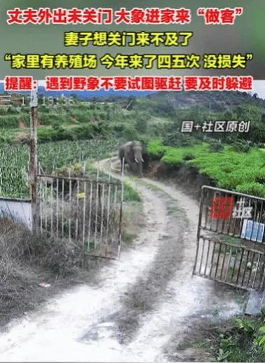 妻子在家带娃，丈夫出门忘关门，一头野象闯进院子，妻子第一反应拉围栏，没想到野象已