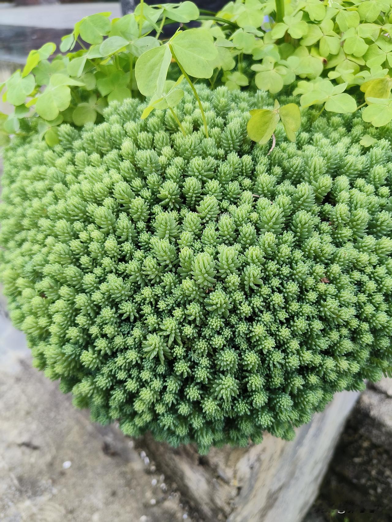 爱了漂亮的小多肉。